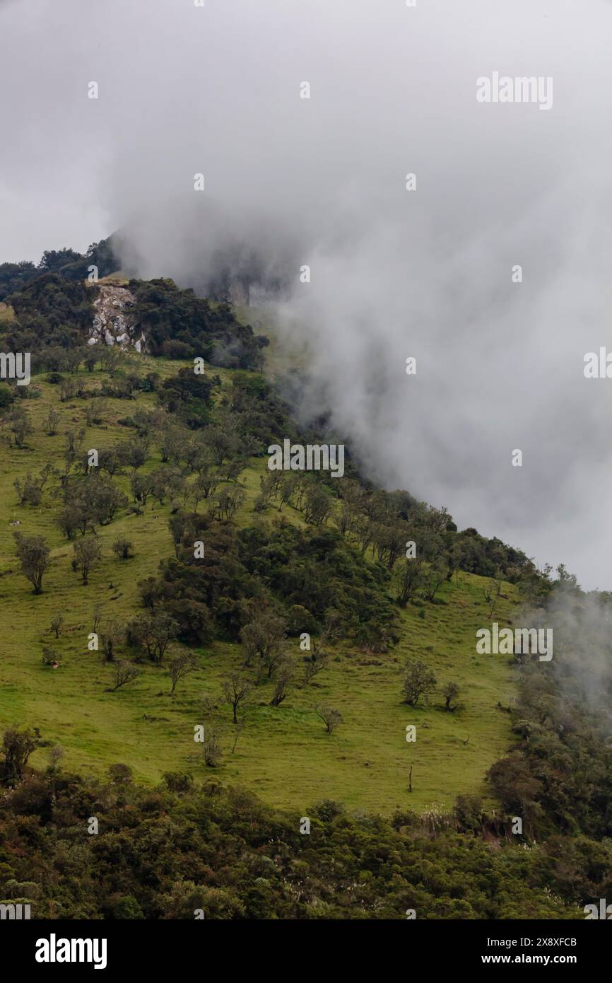 Pflanzen wachsen in dem einzigartigen Ökosystem in hoher Höhe, dem Paramo in den kolumbianischen Anden in der Nähe von Nevado del Ruiz in Kolumbien Stockfoto