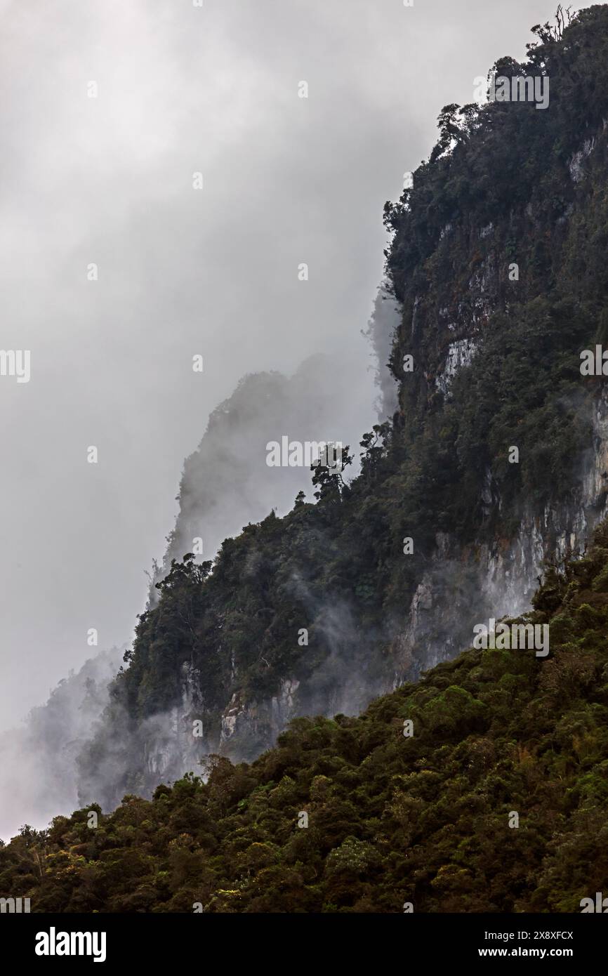 Pflanzen wachsen in dem einzigartigen Ökosystem in hoher Höhe, dem Paramo in den kolumbianischen Anden in der Nähe von Nevado del Ruiz in Kolumbien Stockfoto