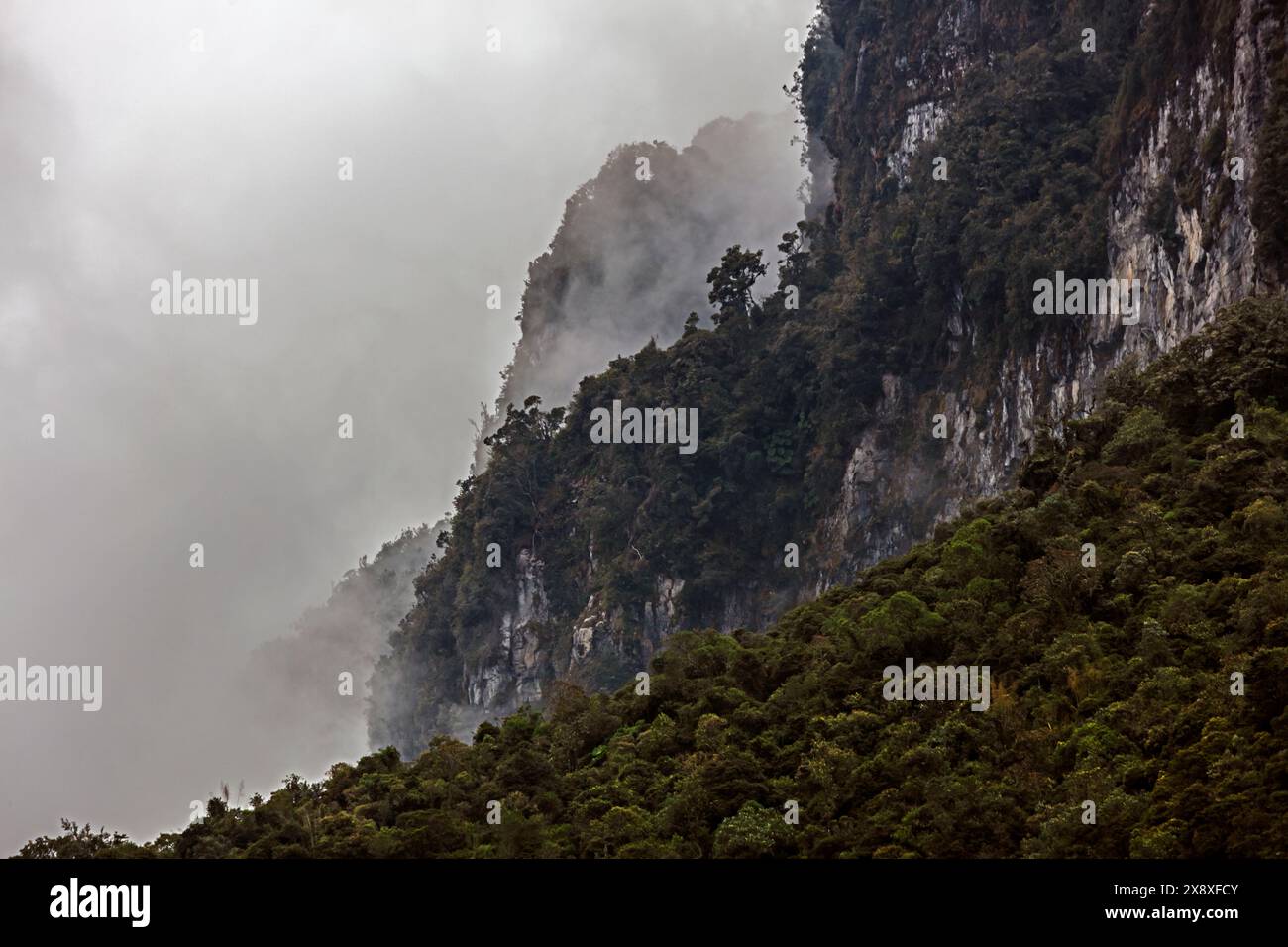 Pflanzen wachsen in dem einzigartigen Ökosystem in hoher Höhe, dem Paramo in den kolumbianischen Anden in der Nähe von Nevado del Ruiz in Kolumbien Stockfoto
