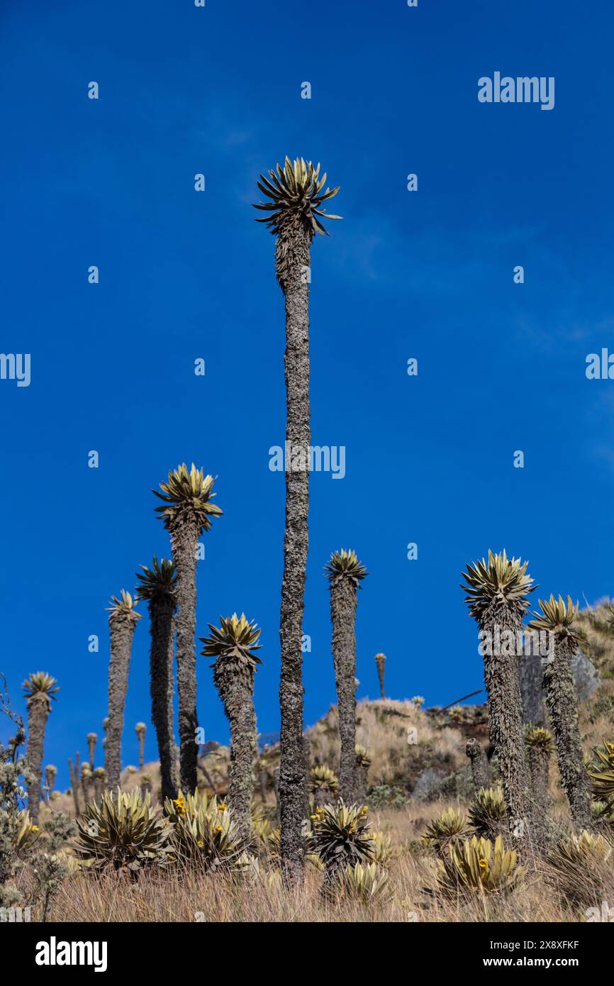 Espeletia (Espeletia albarregensis) ist auch als Frailejones oder Big Monks bekannt, eine heilige Pflanze, die Wasser im Paramo-Ökosystem des Colom speichert Stockfoto