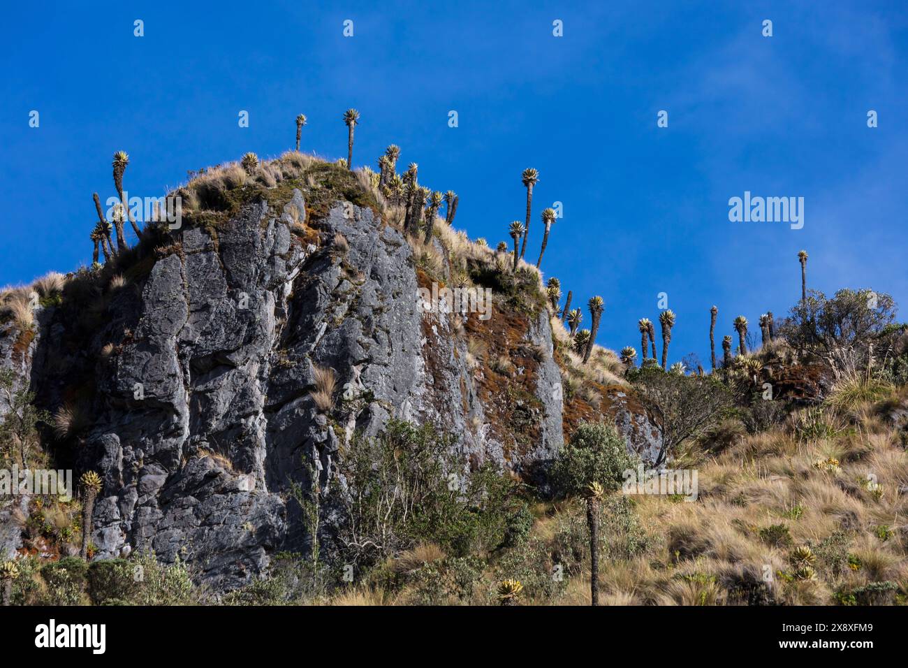Espeletia (Espeletia albarregensis) ist auch als Frailejones oder Big Monks bekannt, eine heilige Pflanze, die Wasser im Paramo-Ökosystem des Colom speichert Stockfoto