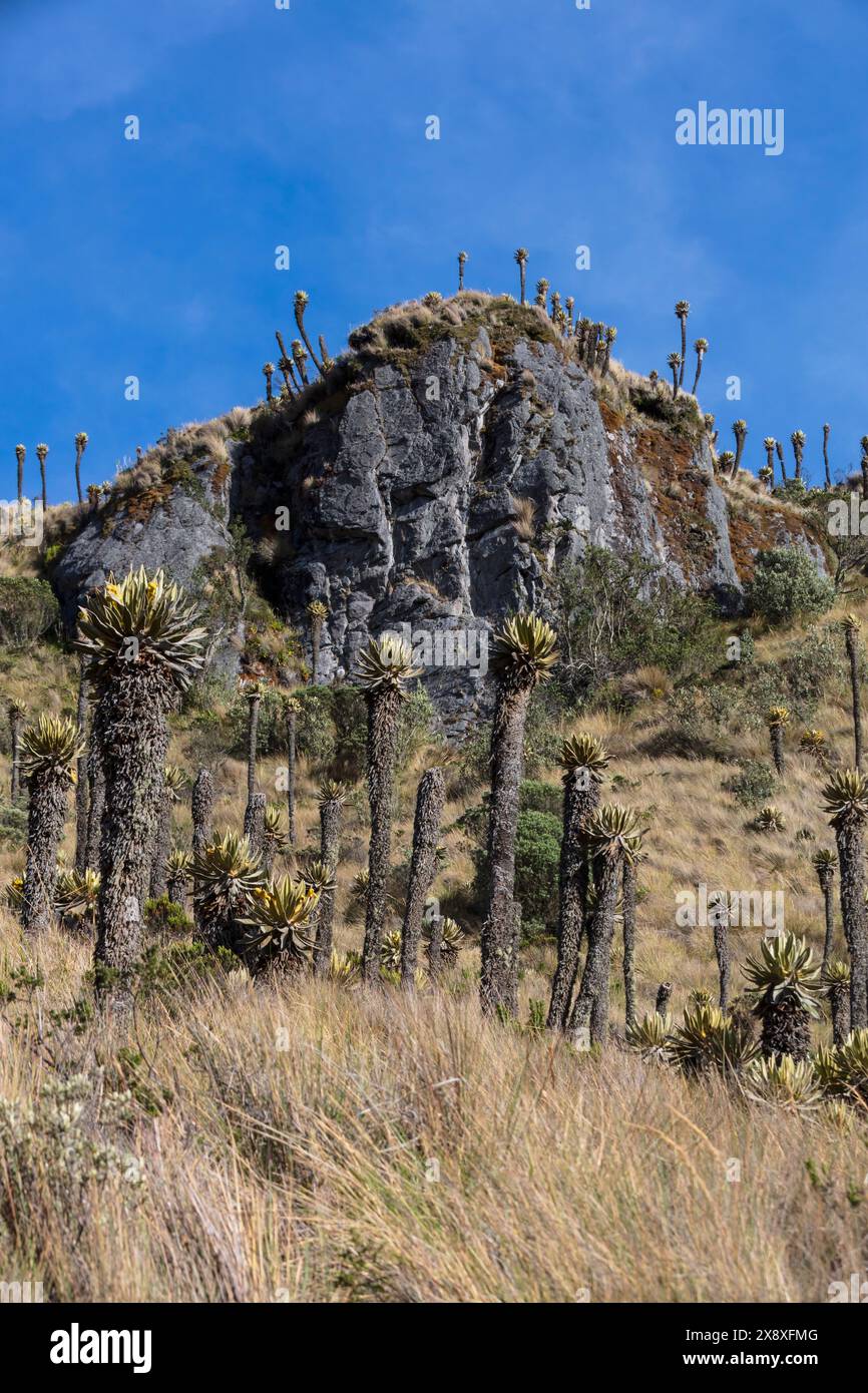 Espeletia (Espeletia albarregensis) ist auch als Frailejones oder Big Monks bekannt, eine heilige Pflanze, die Wasser im Paramo-Ökosystem des Colom speichert Stockfoto