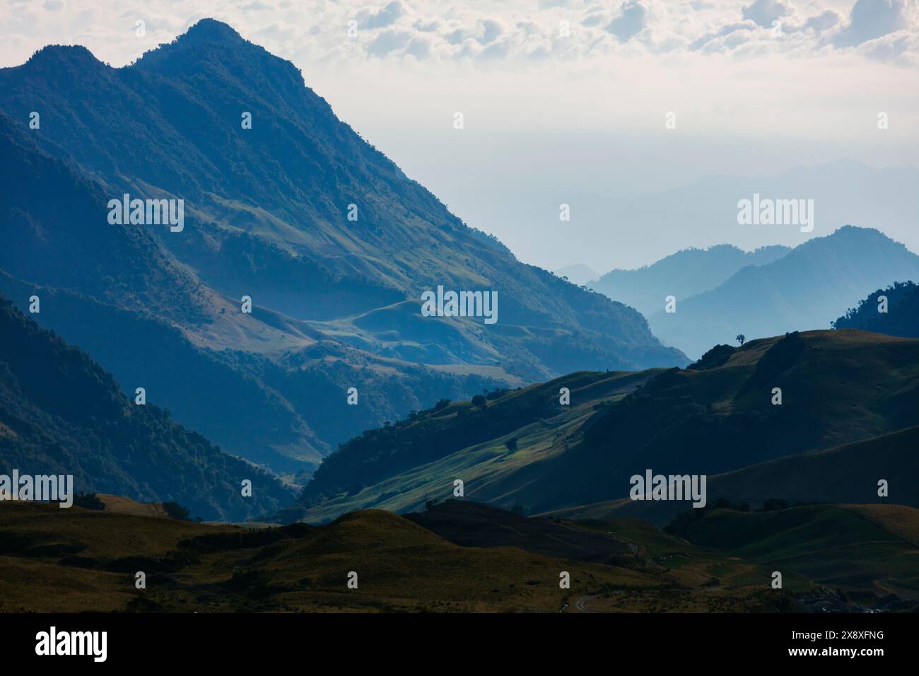 Pflanzen wachsen in dem einzigartigen Ökosystem in hoher Höhe, dem Paramo in den kolumbianischen Anden in der Nähe von Nevado del Ruiz in Kolumbien Stockfoto