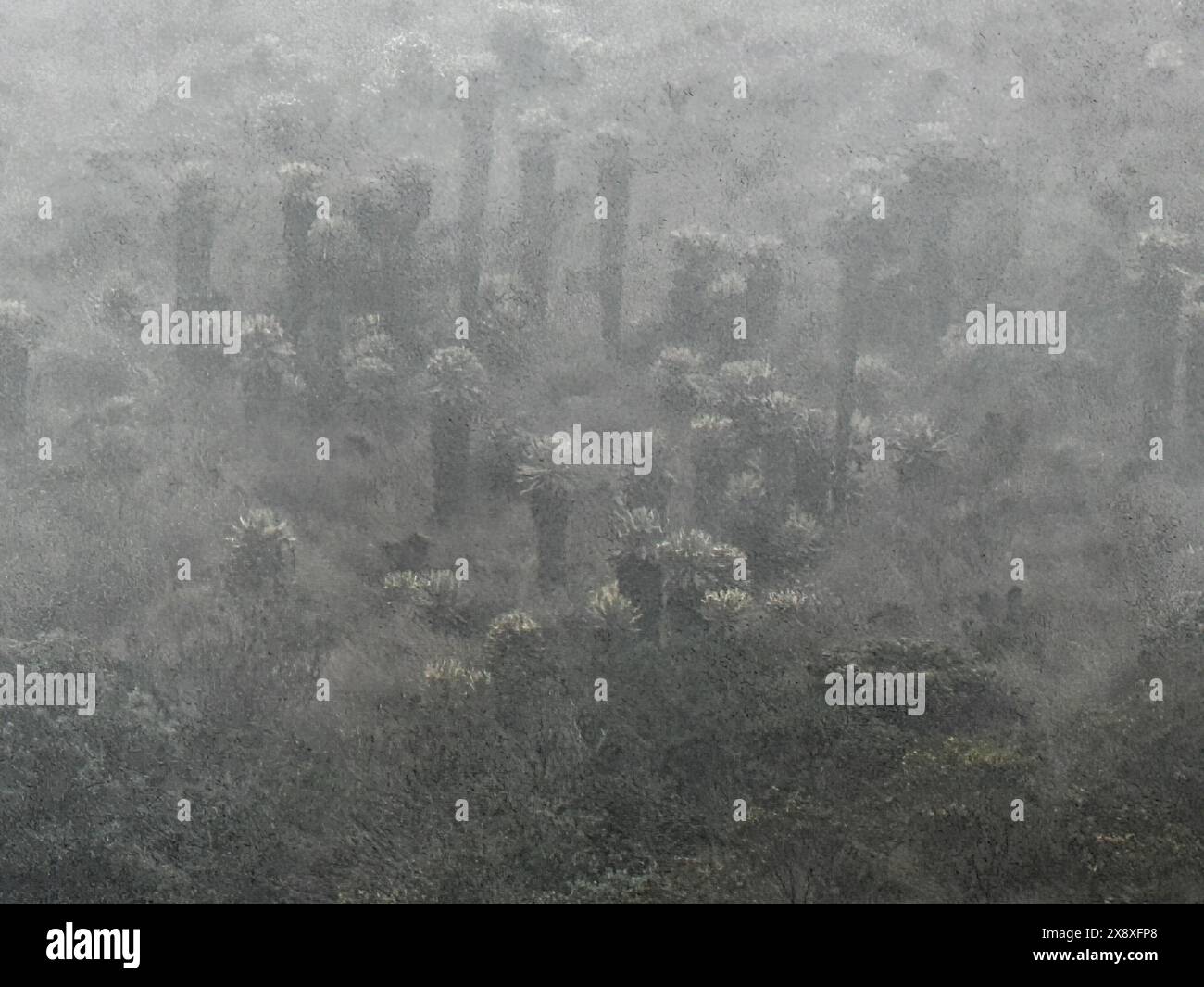 Espeletia (Espeletia albarregensis) ist auch als Frailejones oder Big Monks bekannt, eine heilige Pflanze, die Wasser im Paramo-Ökosystem des Colom speichert Stockfoto