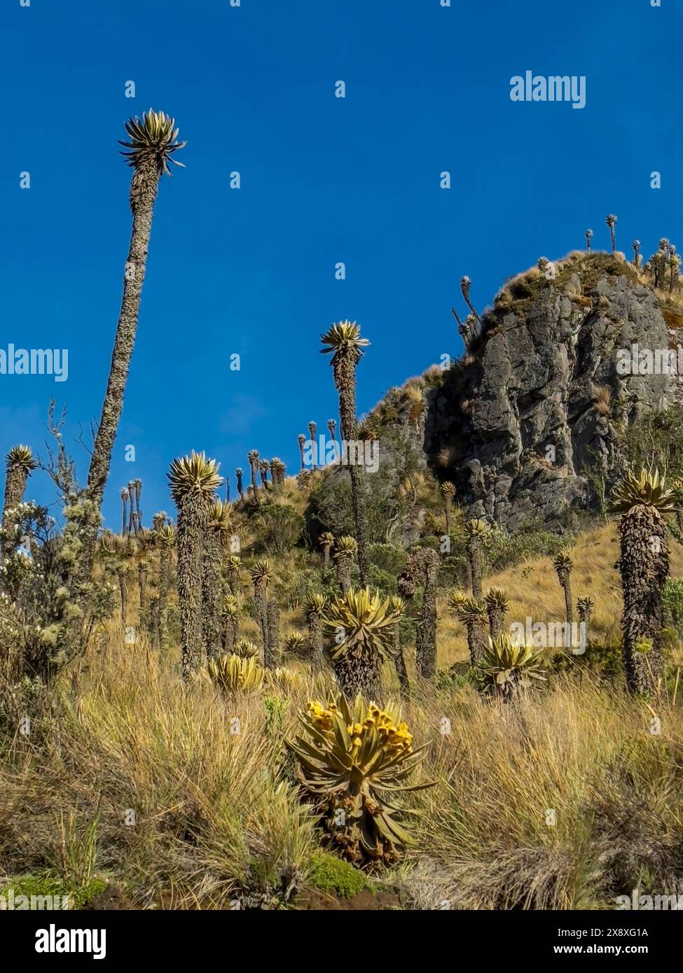 Espeletia (Espeletia albarregensis) ist auch als Frailejones oder Big Monks bekannt, eine heilige Pflanze, die Wasser im Paramo-Ökosystem des Colom speichert Stockfoto