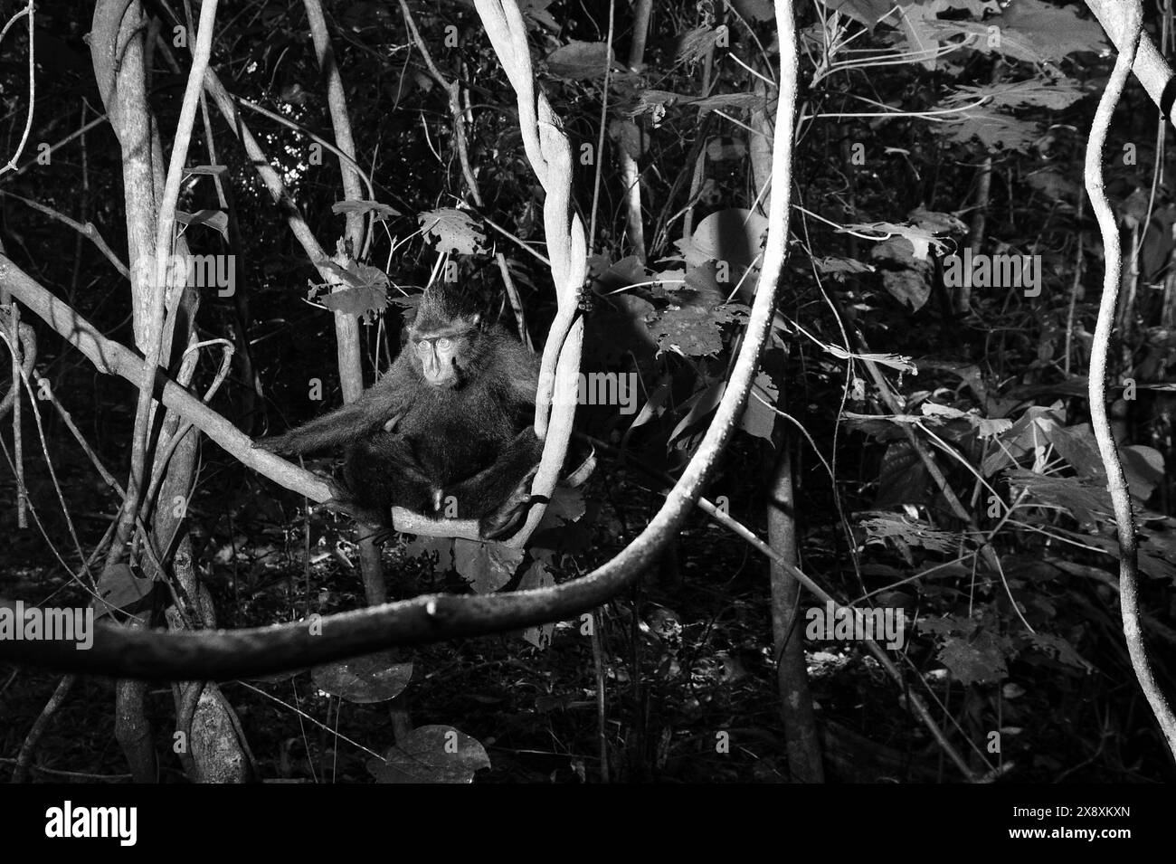 Porträt eines Sulawesi-Schwarzen-Haubenmakaken (Macaque nigra), der auf Liane im Tiefland-Regenwald des Tangkoko-Waldes in Indonesien sitzt. Stockfoto