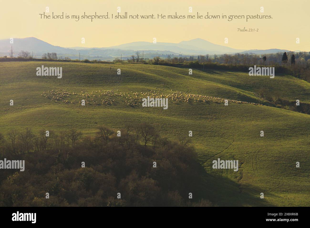 Eine Schafherde weidet in den sanften Hügeln der Toskana mit Psalm 23. Stockfoto