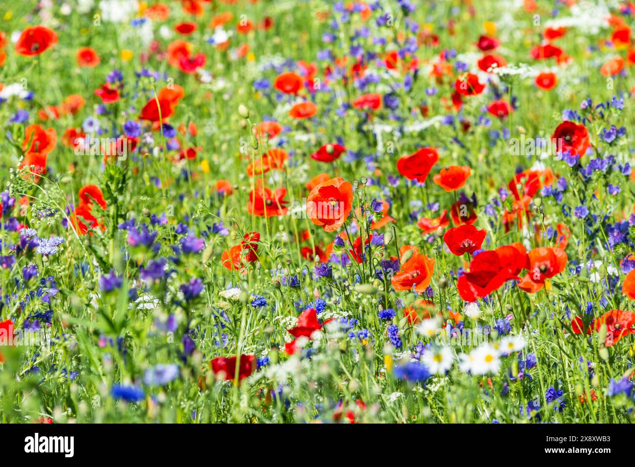 Farbenfrohe Wildblumenwiesen als Hintergrund. Selektiver Fokus. Stockfoto