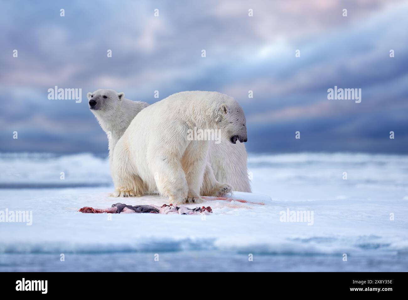 Wildtiere Svalbard, Norwegen. Bären mit Kadaver-Pelzfell, Wildtiere. Kadaver blauer Himmel und Wolken. Natur - Eisbär auf treibendem Eis mit s Stockfoto