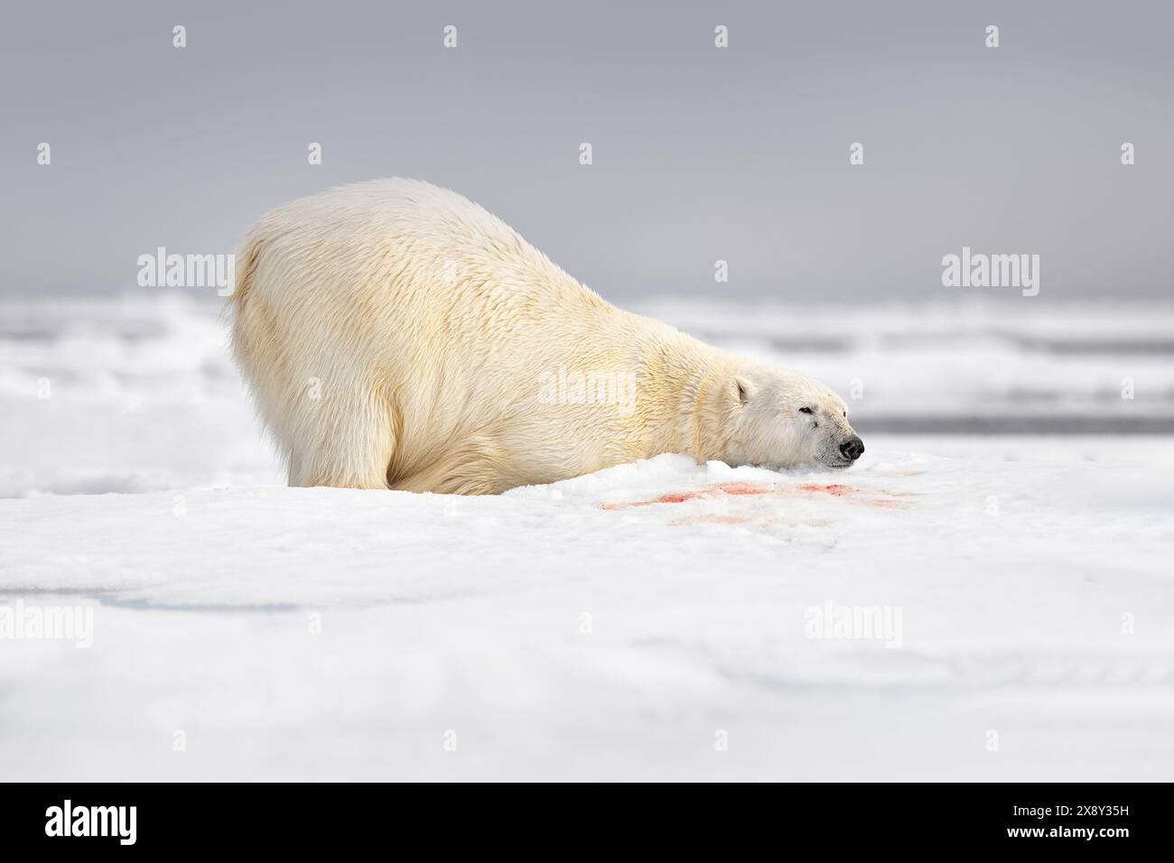 Toter müder Eisbär. Tierwelt Svalbard, norwegische Natur. Kadaver blauer Himmel und Wolken. Natur - Eisbär auf treibendem Eis mit Schnee fressen auf getötet Stockfoto