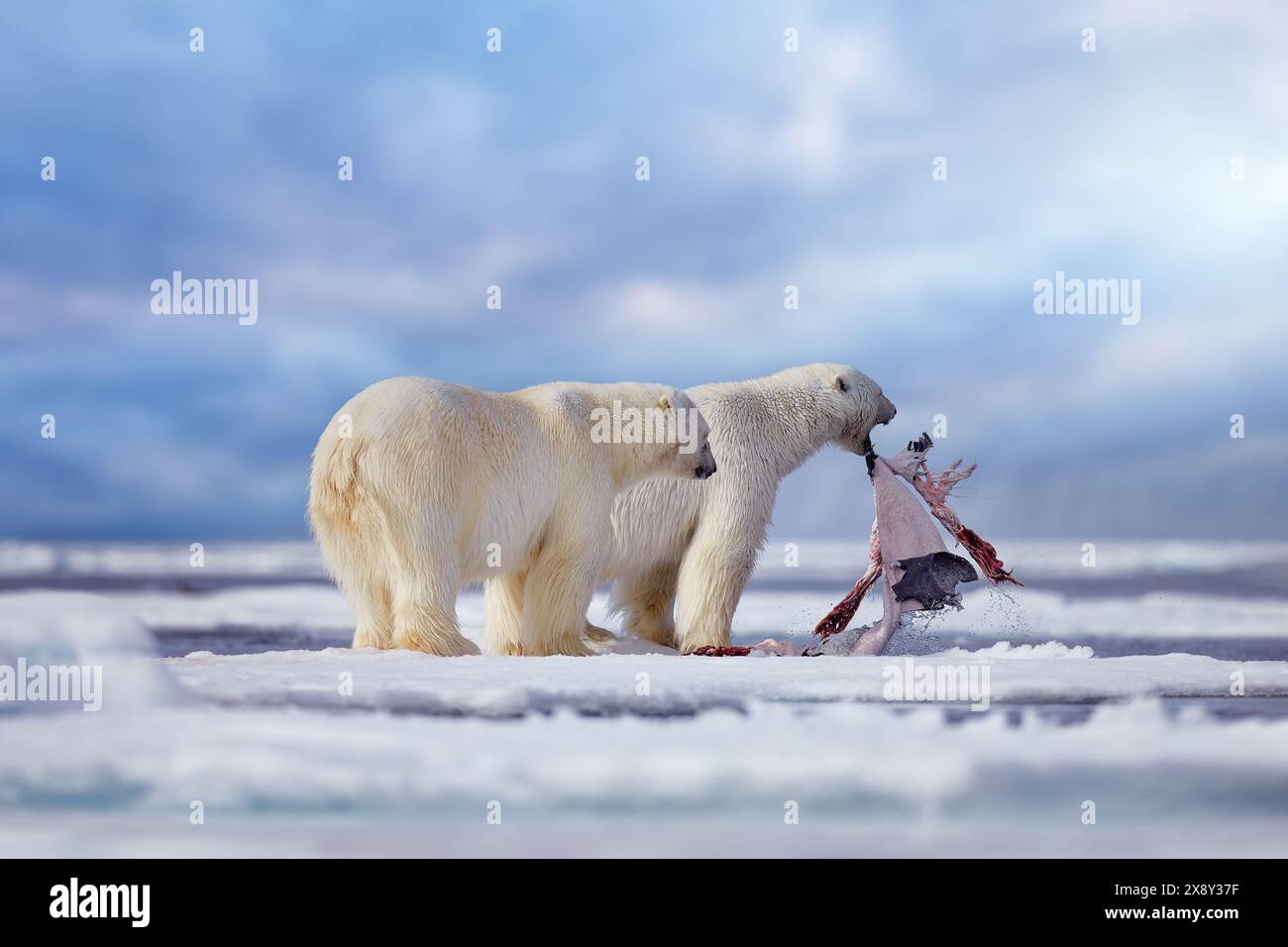 Wildtiere Svalbard, Norwegen. Bären mit Kadaver-Pelzfell, Wildtiere. Kadaver blauer Himmel und Wolken. Natur - Eisbär auf treibendem Eis mit s Stockfoto