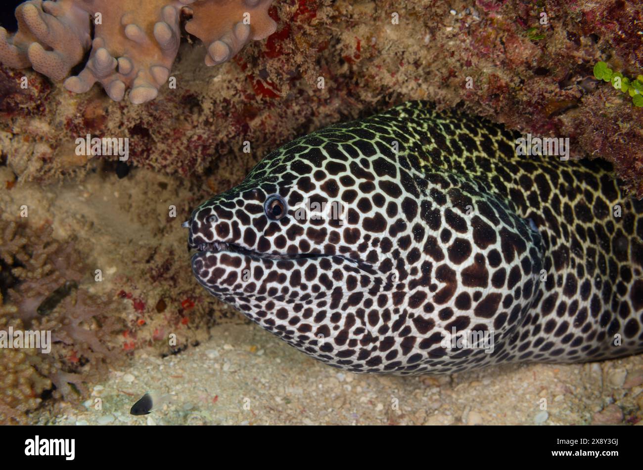 Honeycomb Moray Ael oder Leopard Muray Aal, Gymnothorax Favagineus, Murenidae, Watamu Marine National Park & Reserve, Kenia, Afrika Stockfoto