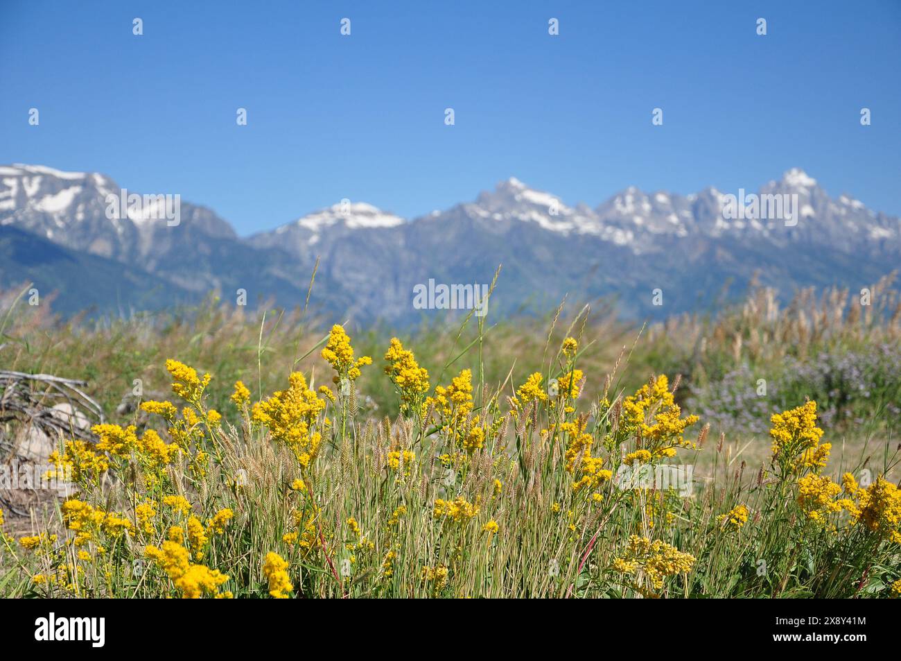 Landschaft der Alpen im Sommer mit blühenden Blumen. Österreich, Europa Stockfoto