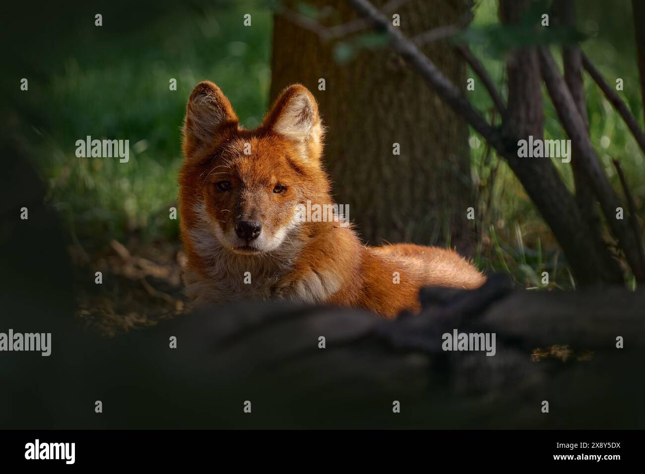 Dhole, Cuon alpinus lepturus, Kaniden-Wildhund aus Zentral-, Süd-, Ost- und Südostasien. Detailporträt eines orangen Pelzpelztiers in der Nahaufnahme Stockfoto