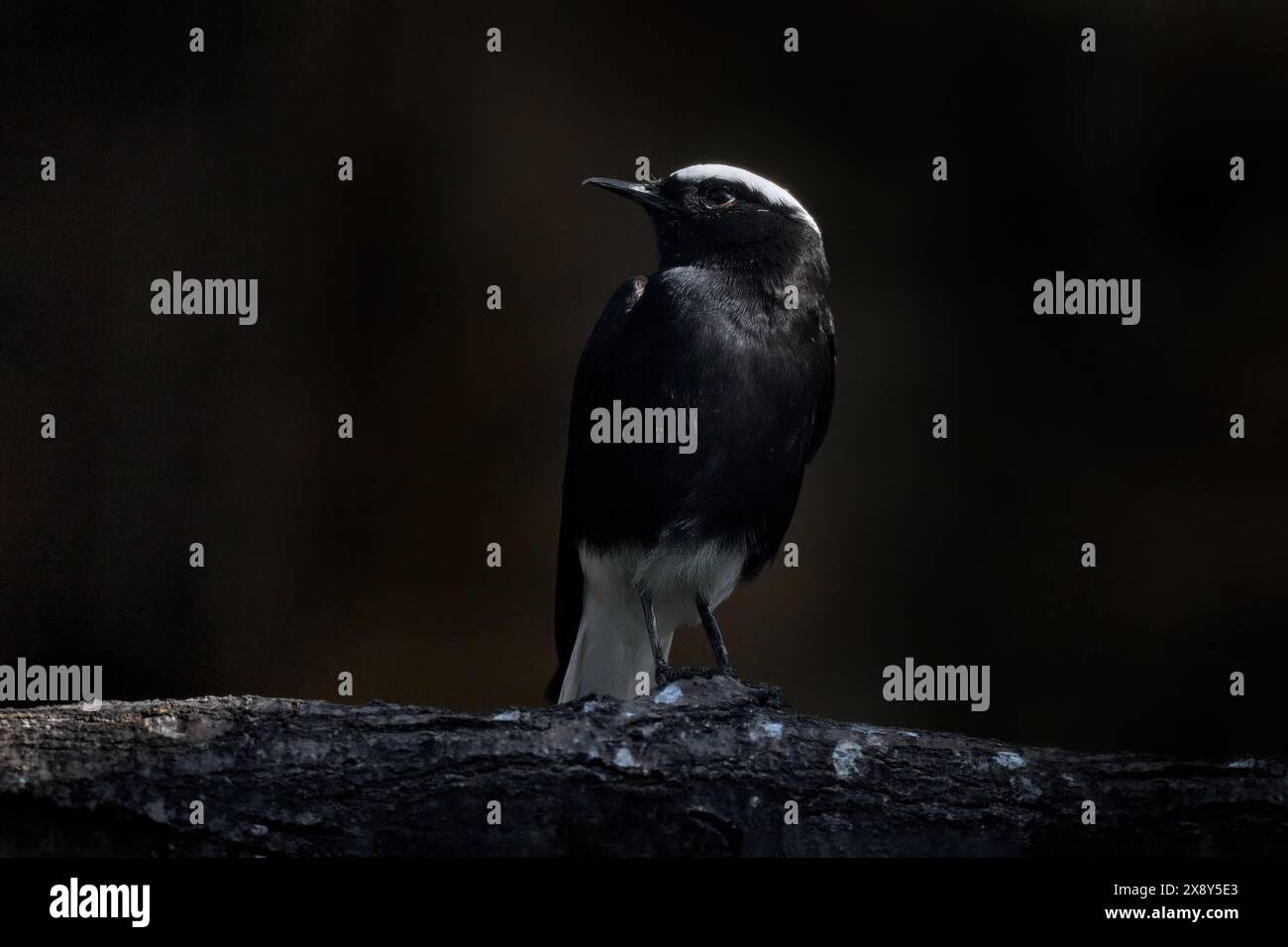 Weißgekrönte schwarze Wimpern, Oenanthe leucopyga, schwarzer Vogel in der dunklen Abendwüste im Sahara-Sand. Weiß gekrönte schwarze Wheatear, schwarzer Vogel mit Stockfoto