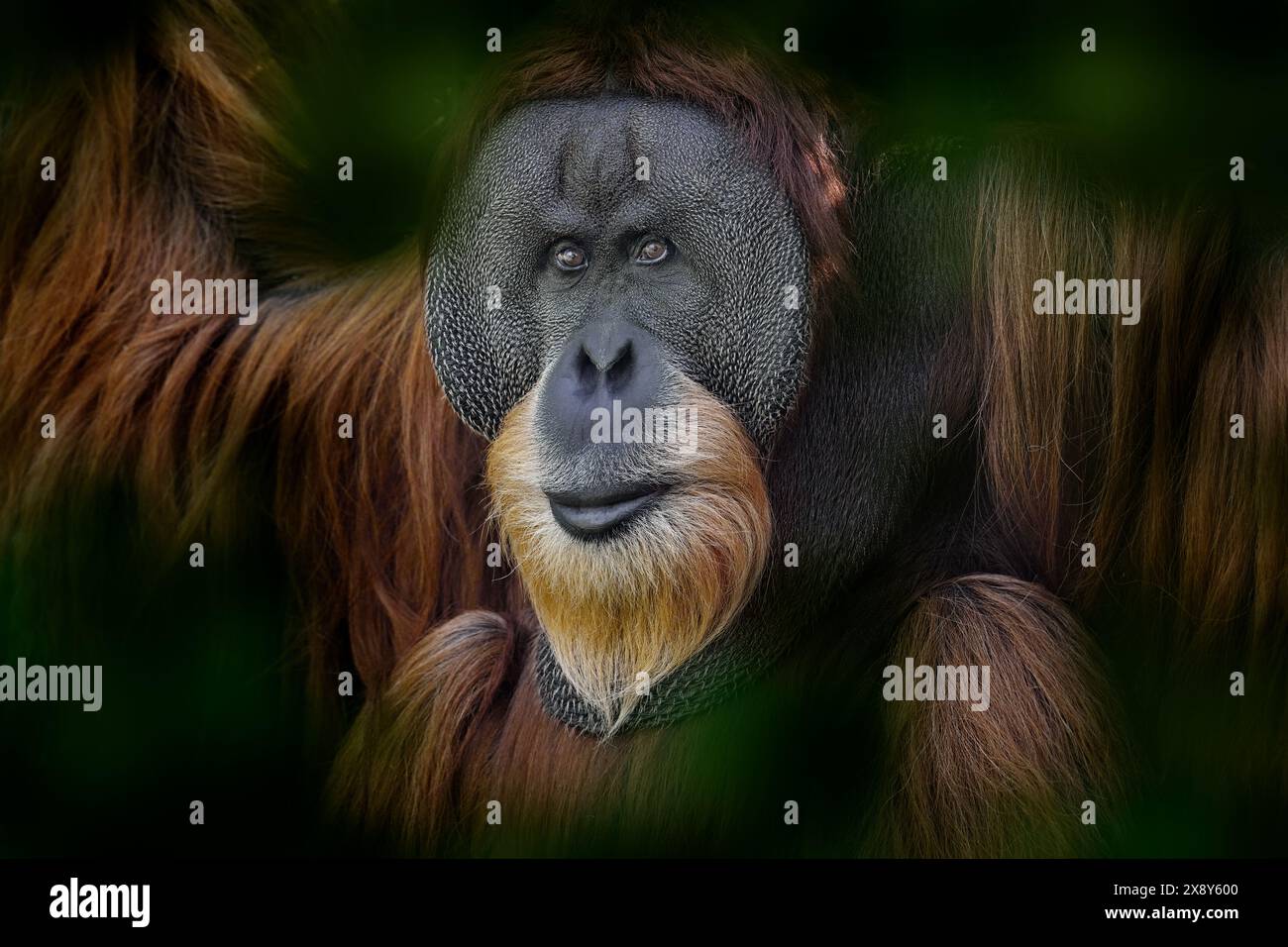 Sumatra-Orang-Utan, Pongo abelii, bedrohter Affenaffe, der nur auf der nordindonesischen Insel Sumatra in Indonesien gefunden wurde. Wildtier, wi Stockfoto