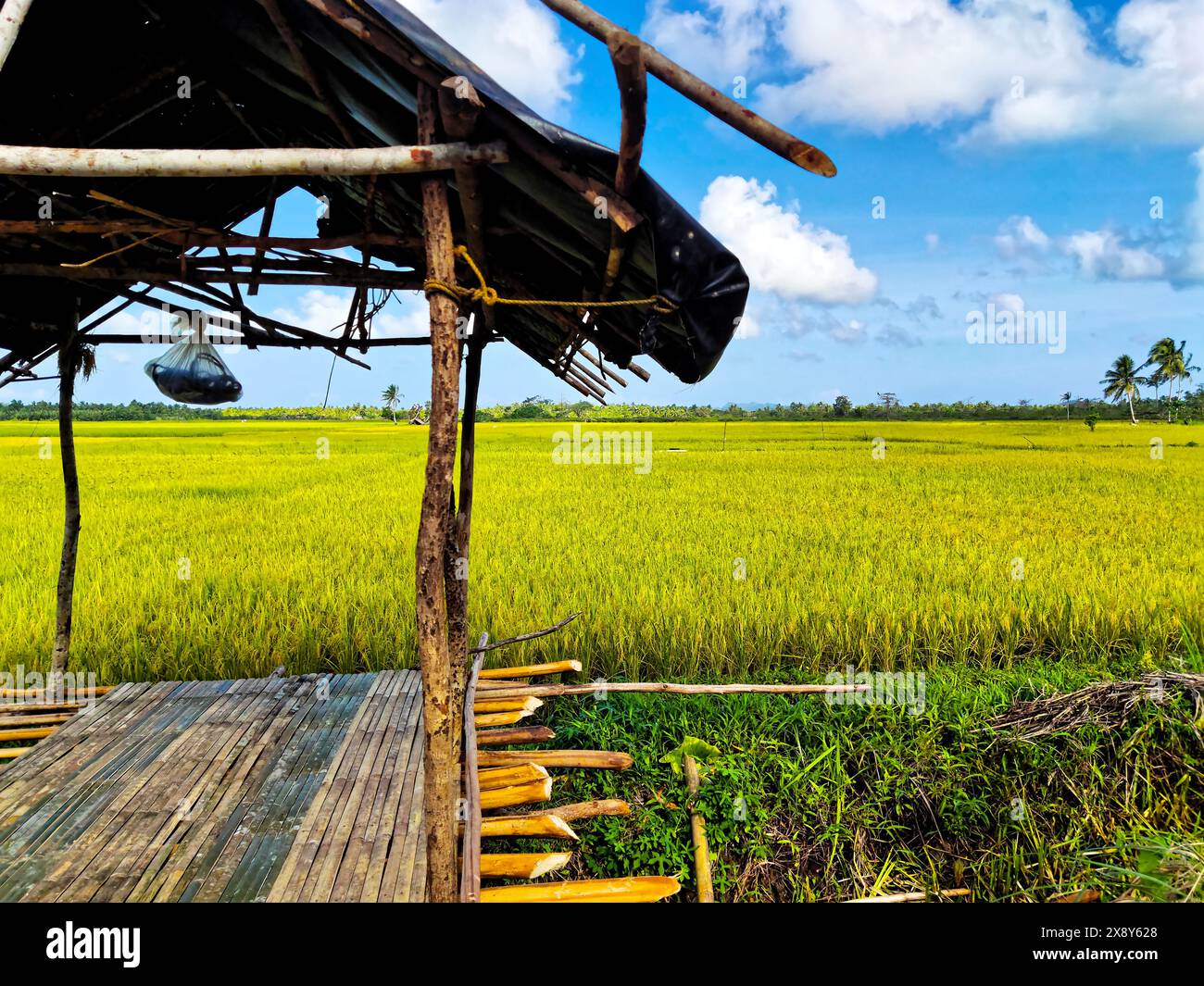 Feldhütte in einer üppigen Reisplantage Stockfoto