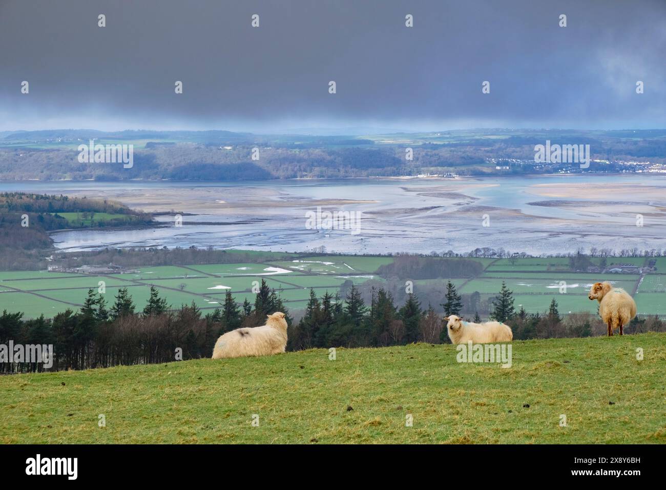 Blick über Lavan Sands in der Menai Strait bei Ebbe nach Anglesey vom North Wales Coast Path mit Schafen. Abergwyngregyn, Gwynedd, Nordwales, Großbritannien Stockfoto