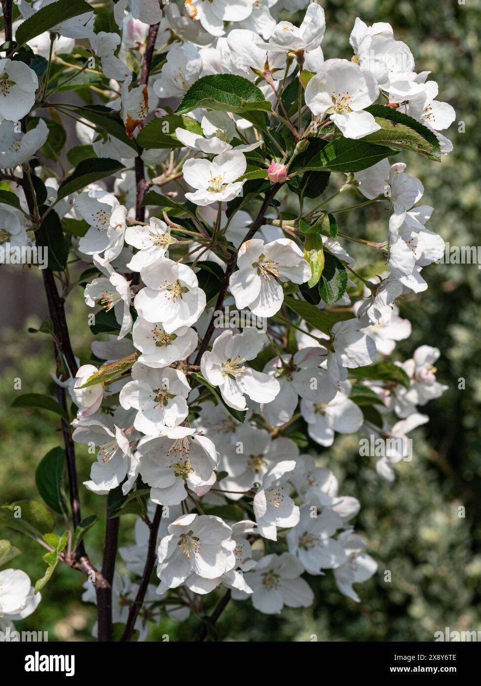 Eine große Gruppe der reinweißen Blüten des Krebsapfels Malus hupehensis Stockfoto