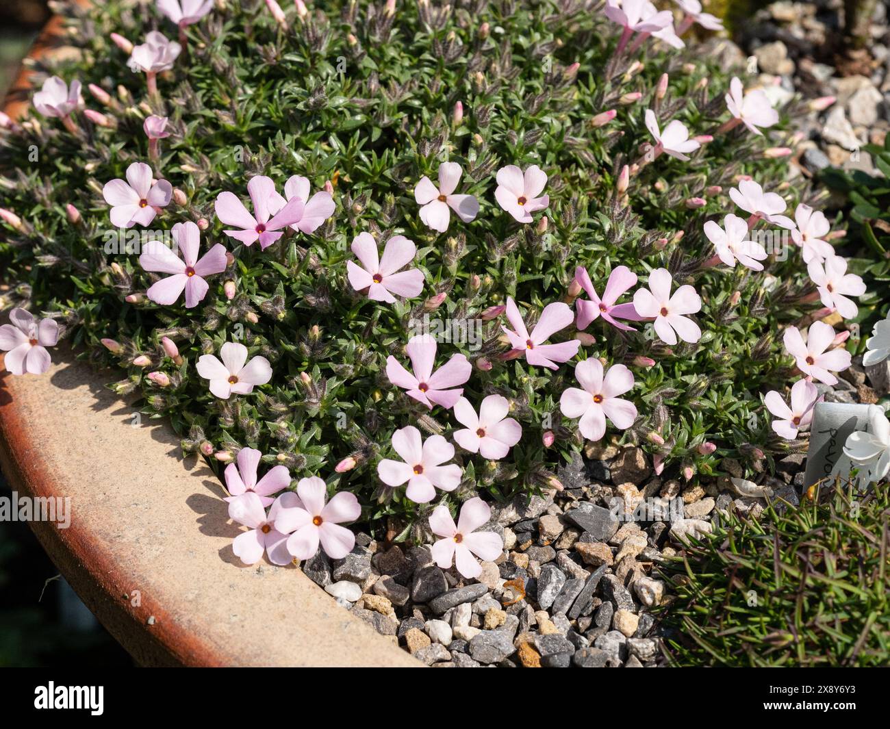 Der kleine rosafarbene Phlox douglasii „Boranovice“ wächst am Rand einer Alpenpfanne Stockfoto