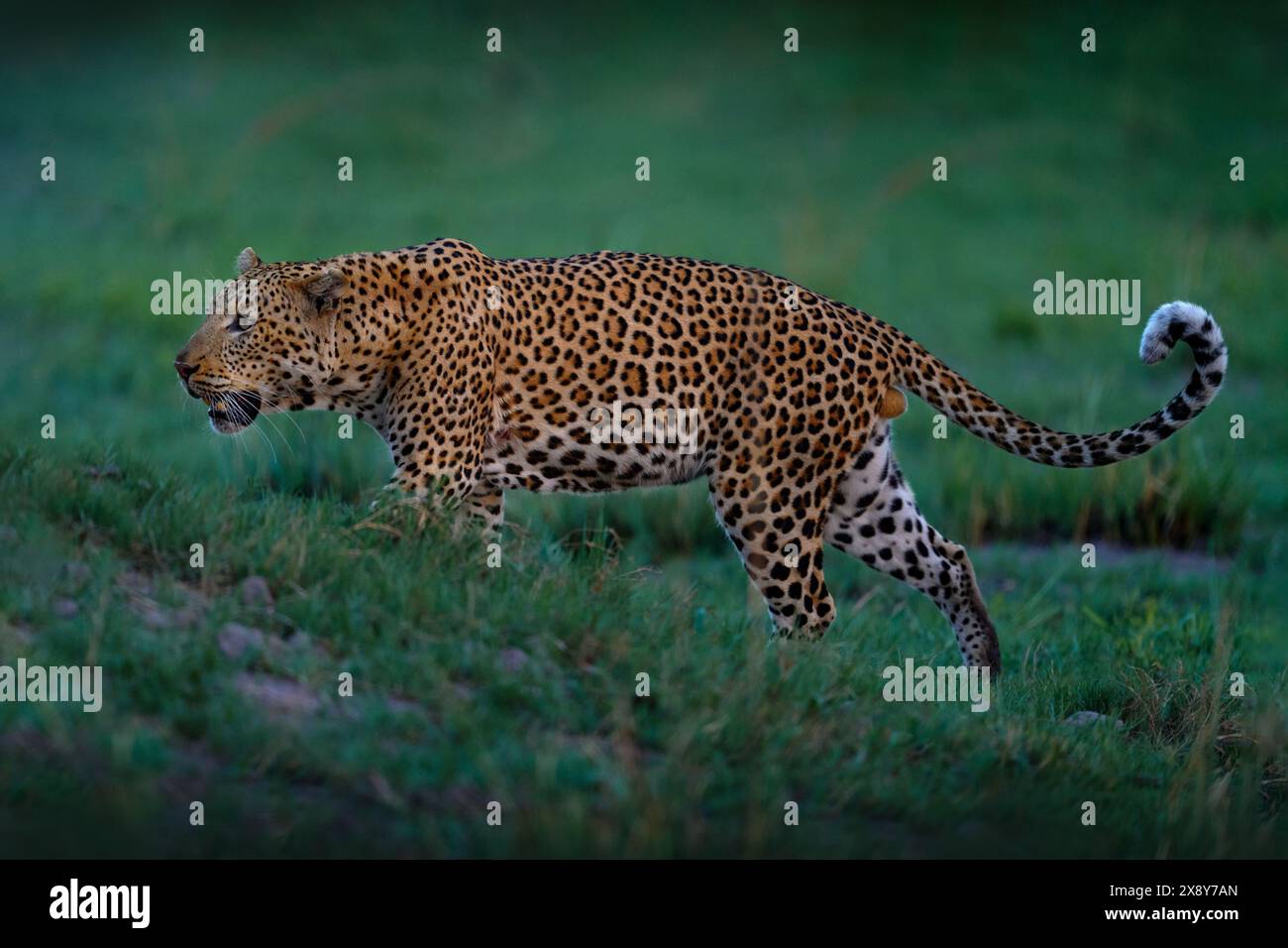 Abendsonnenuntergang mit Leoparden, Naturhabitat im Okavango-Delta, Botswana in Afrika. Nacht in der Natur, großer Katzenspaziergang im Gras, orange Sonnenuntergangswolken. Stockfoto