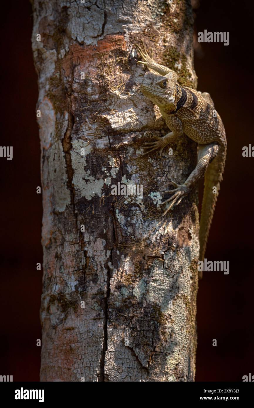 Oplurus cuvieri, Leguan mit Kragen, wilde Eidechse am Baum, Zweig. Madagaskar. Leguan im Wald, Tierwelt Natur. Eidechse klettert auf einen Baum. Stockfoto