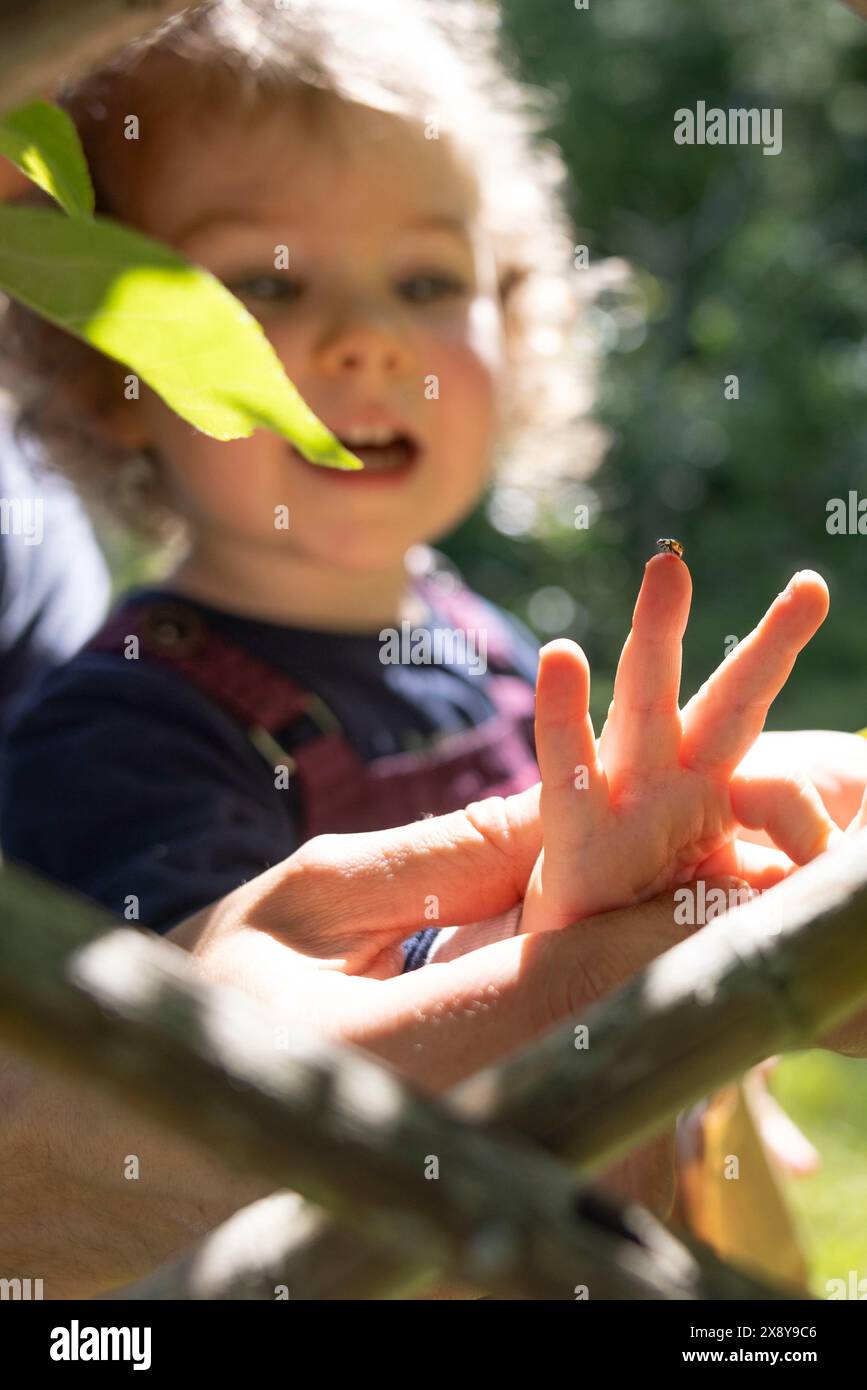 Frankreich, Ain, Saint-Jean-le-Vieux, Insectosphere, Marienkäfer-Farm. Die Hand eines Kindes lässt Marienkäfer frei, um Krankheiten zu bekämpfen, die durch Blattläuse verursacht werden. Stockfoto