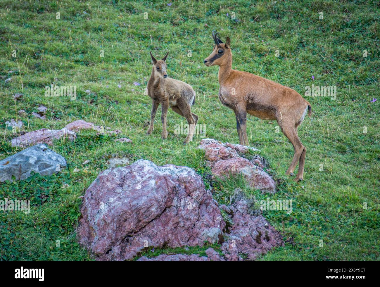 Spanien, Aragon, erwachsener Izard und seine jungen (Rupicapra pyrenaica) Stockfoto