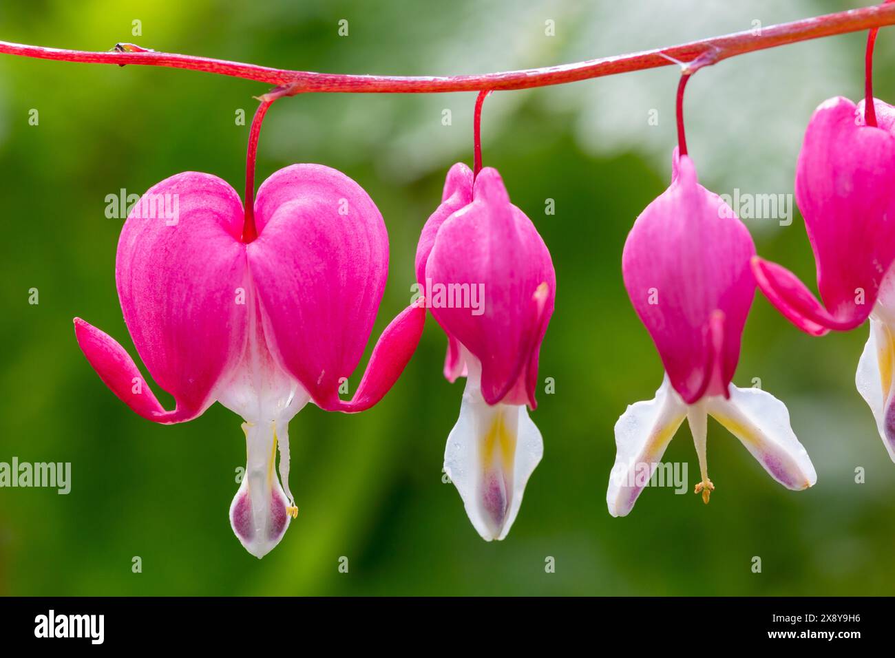 Nahaufnahme der schönen Frühlingsblühenden, herzförmigen Blüten der blutenden Herzpflanze, auch bekannt als Lamprocapnos spectabilis, Dicentra spectabilis Stockfoto