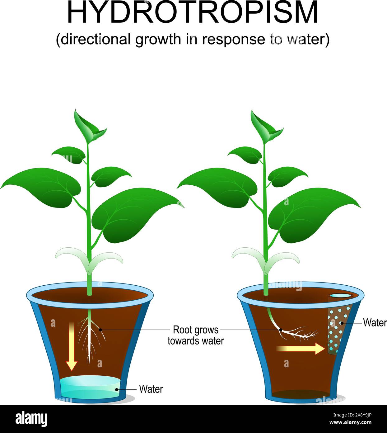 Hydrotropismus in Pflanzen. Direktionales Wachstum der Blüte als Reaktion auf Wasser. Die Wurzel wächst in Richtung Wasser. Adaptives Wachstum der Pflanze. Anlagenausrichtung. Vect Stock Vektor