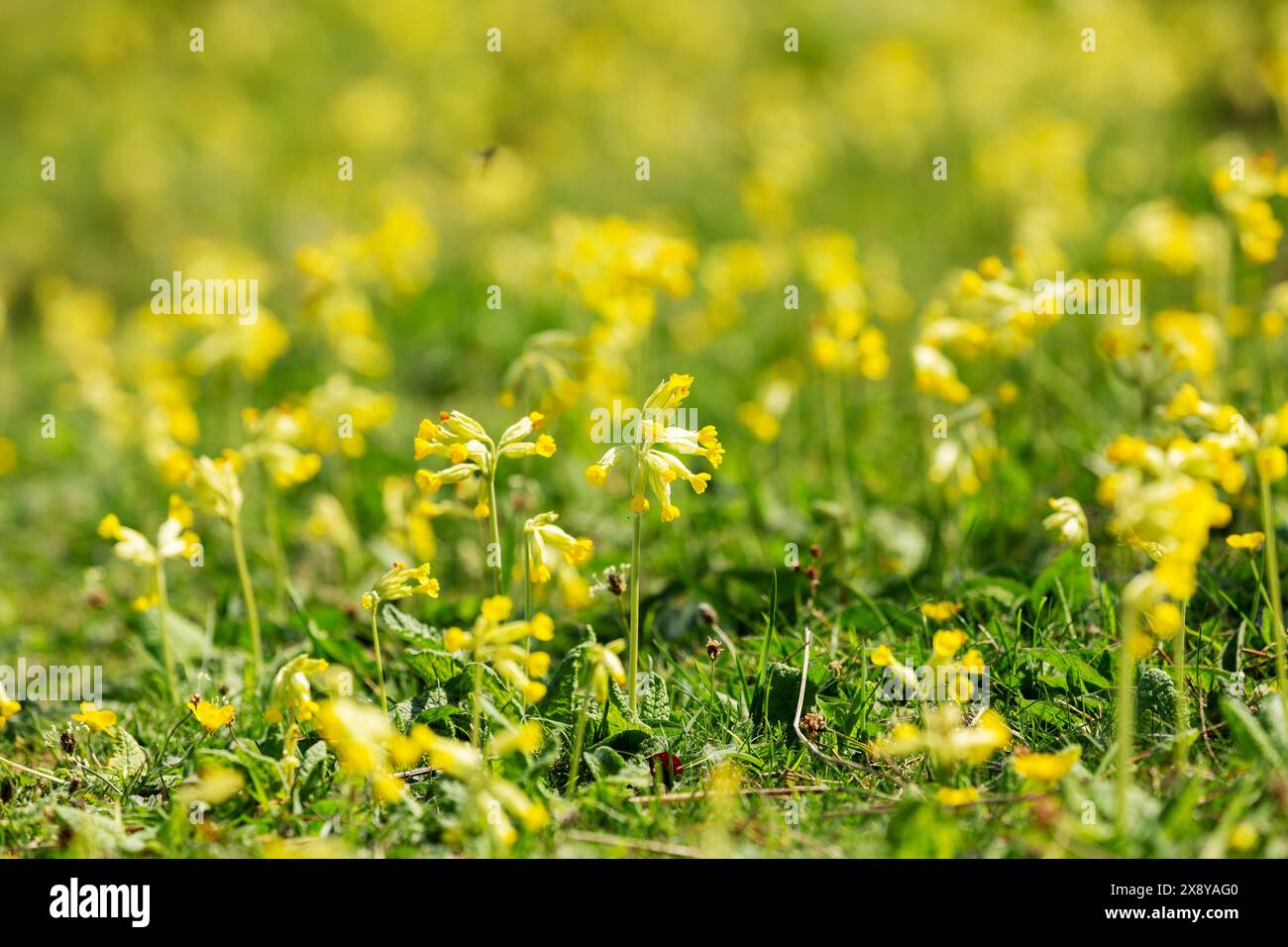 Primula veris, die in der Nähe von Shell Bay Fife Schottland wächst Stockfoto