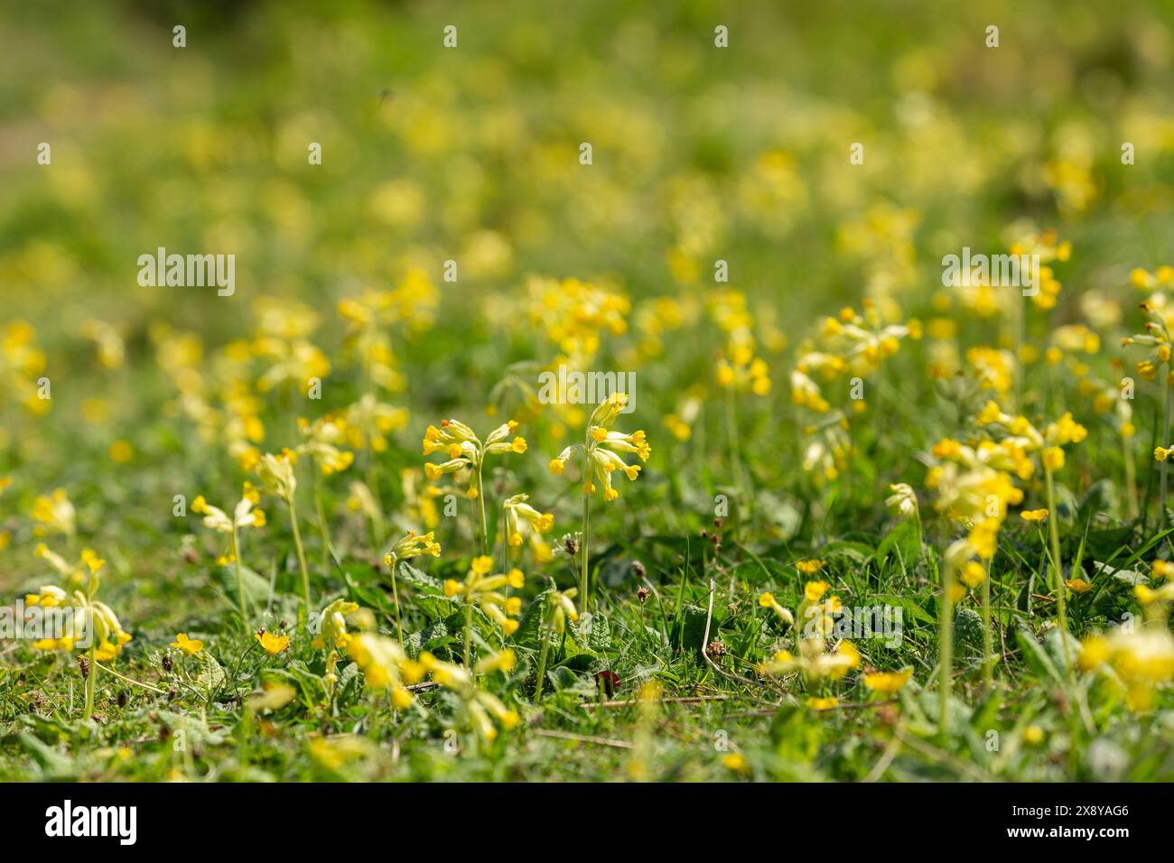 Primula veris, die in der Nähe von Shell Bay Fife Schottland wächst Stockfoto