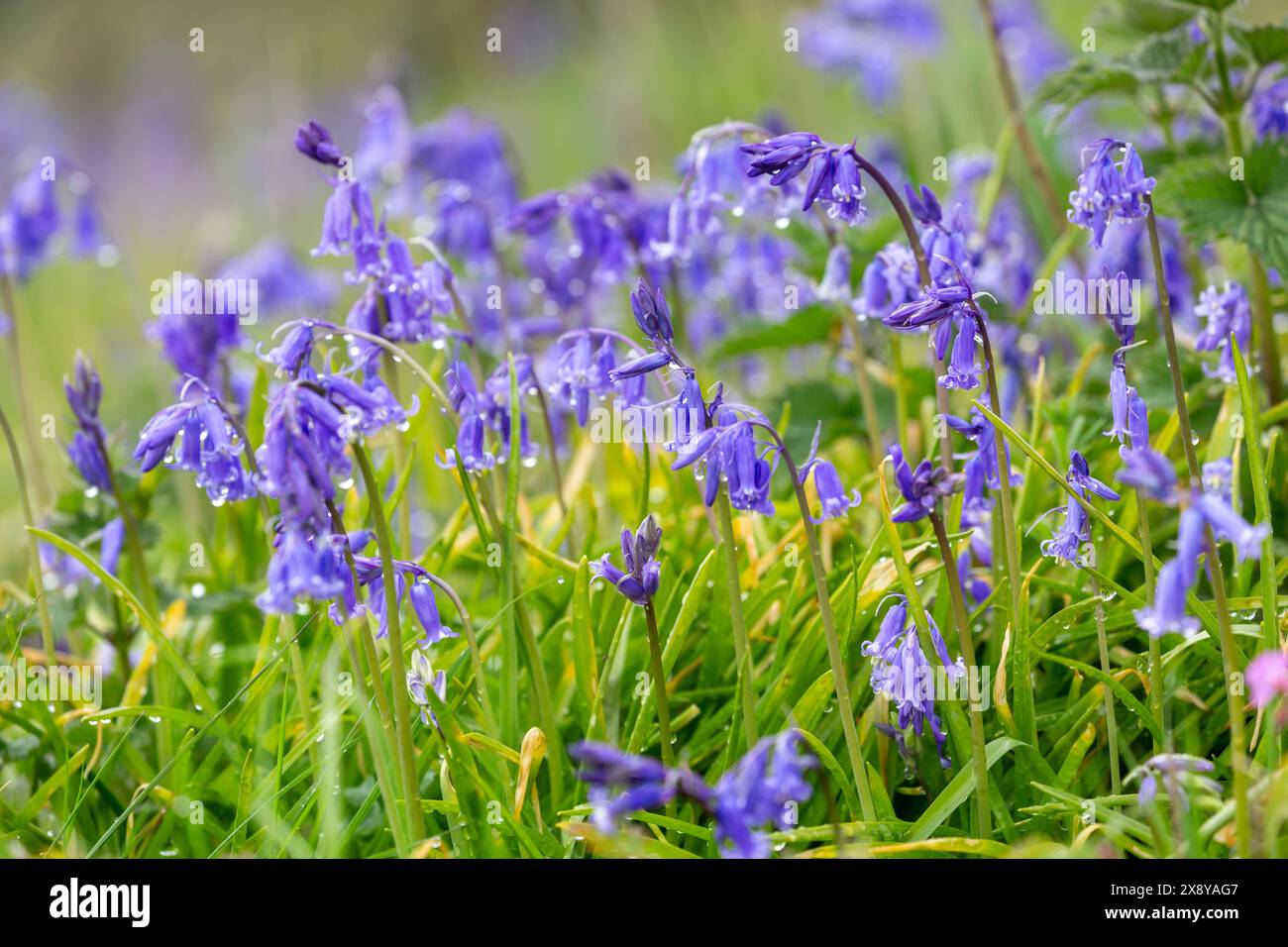 Einheimische Bluebells in Dalgety Bay, Fife, Schottland. Stockfoto