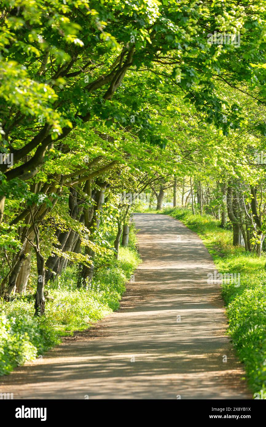 Der Fife Coastal Path zwischen Aberdour und Dalgety Bay an einem sonnigen Maimorgen Stockfoto