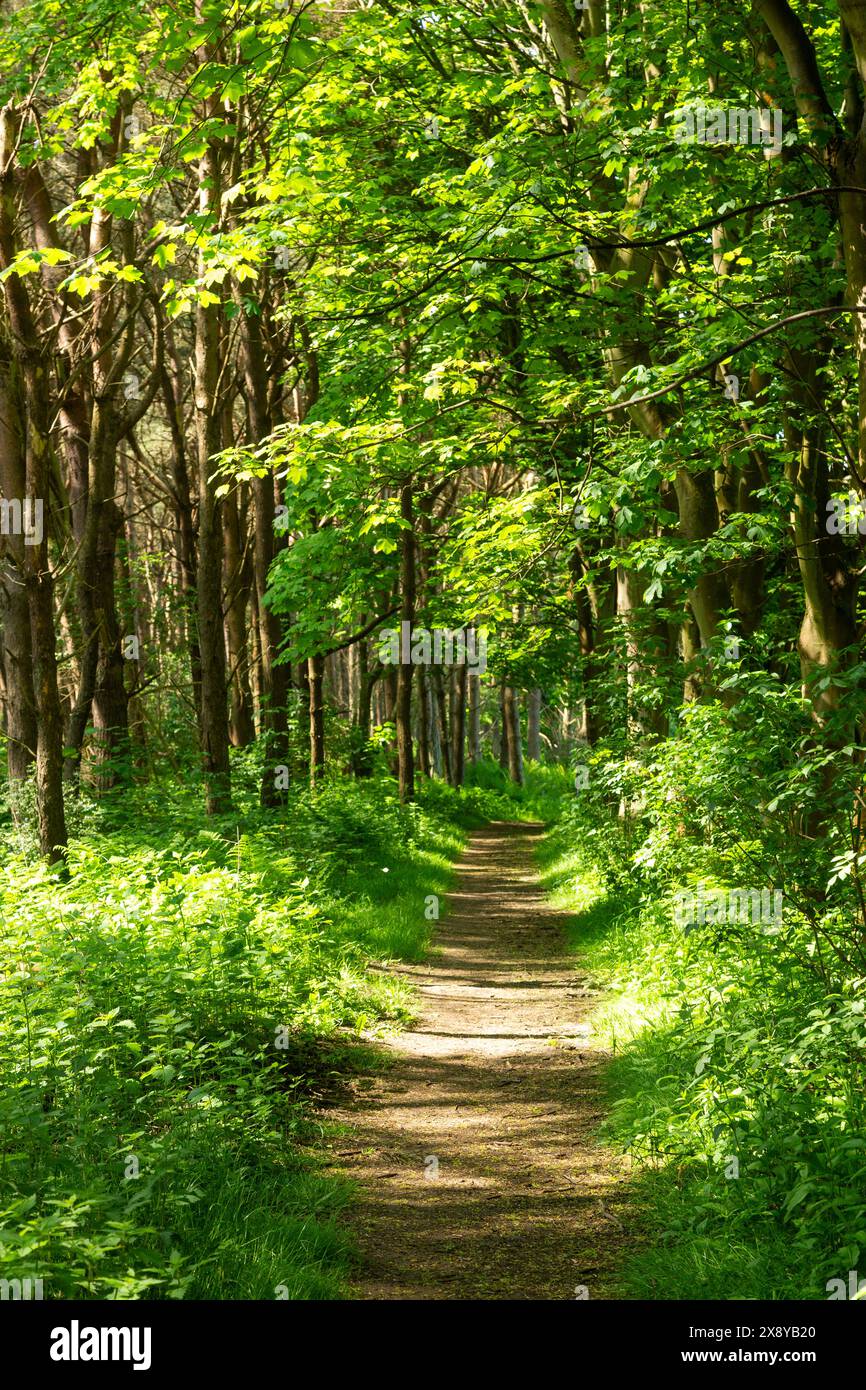 Der Fife Coastal Path zwischen Aberdour und Dalgety Bay an einem sonnigen Maimorgen Stockfoto