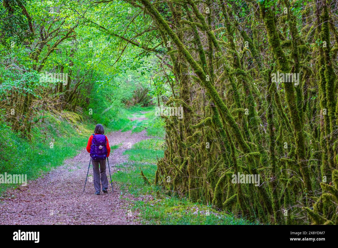 Frankreich, Lot, Umgebung von Saint Gery-Vers, Wanderung auf dem Rocamadour-Weg (GR 46), Variante des Weges Le Puy (oder Via Podiensis) in Richtung Santiago de Stockfoto