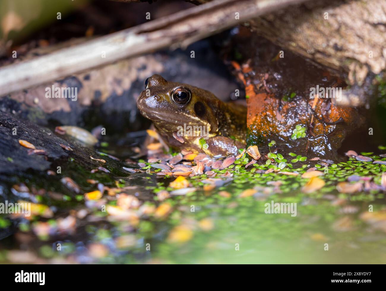 Ein gemeiner Frosch (Rana temporaria) in einem Gartenteich. Stockfoto