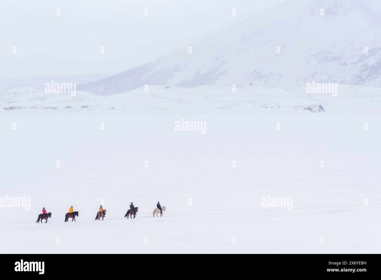 Island, nordöstliche Region, isländische Pferde und Reiter auf dem gefrorenen See Myvatn Stockfoto