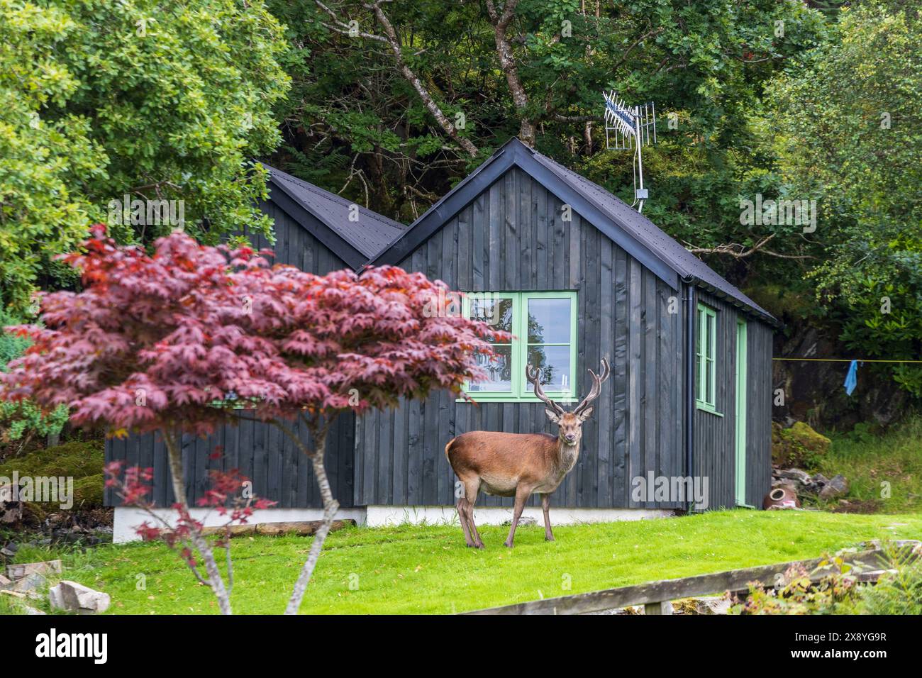 Vereinigtes Königreich, Schottland, Highland, Lochailort, Glenuig Bay, Hirsch in einem privaten Garten Stockfoto