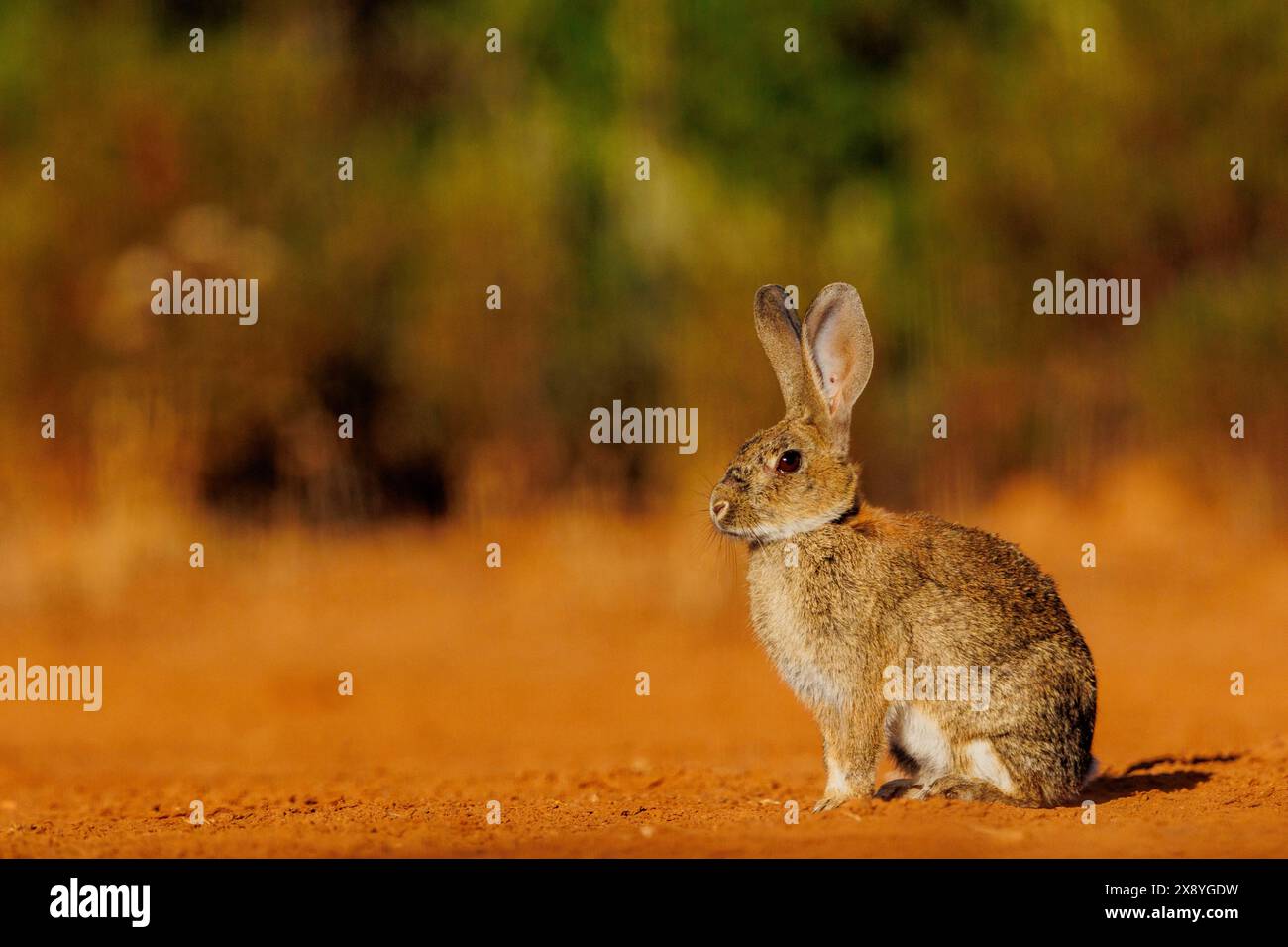 Spanien, Provinz Kastilien-La Mancha, Privatbesitz, Europäisches Kaninchen (Oryctolagus cuniculus) oder coney (Oryctolagus cuniculus) Stockfoto