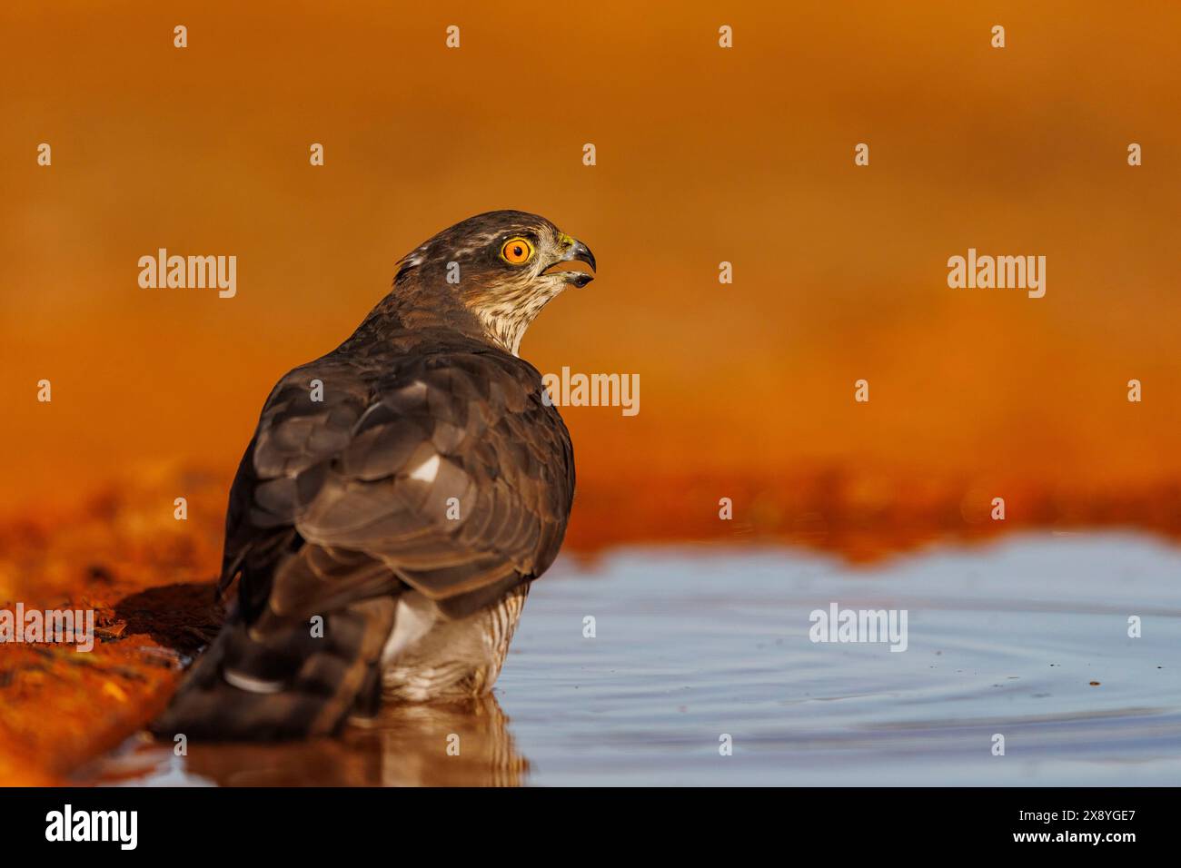 Spanien, Kastilien, Europäischer Sparschwein (Accipiter nisus), erwachsenes Weibchen am Boden, trinkt aus einem Wasserloch Stockfoto