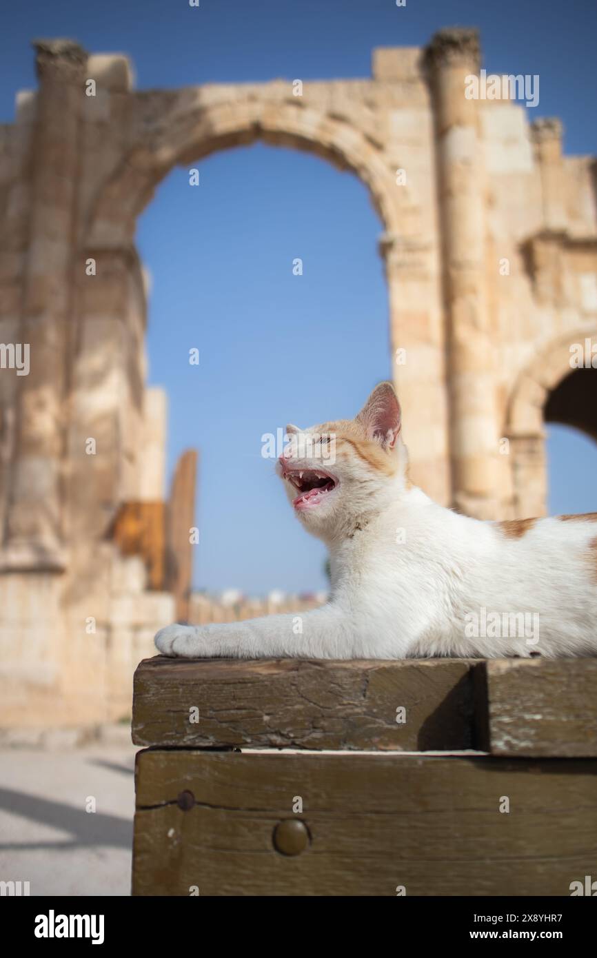 Vertikales Porträt von Feral Kitten mit Südtor in Jerash. Streunende Katzenmeu in Nordjordanien. Stockfoto