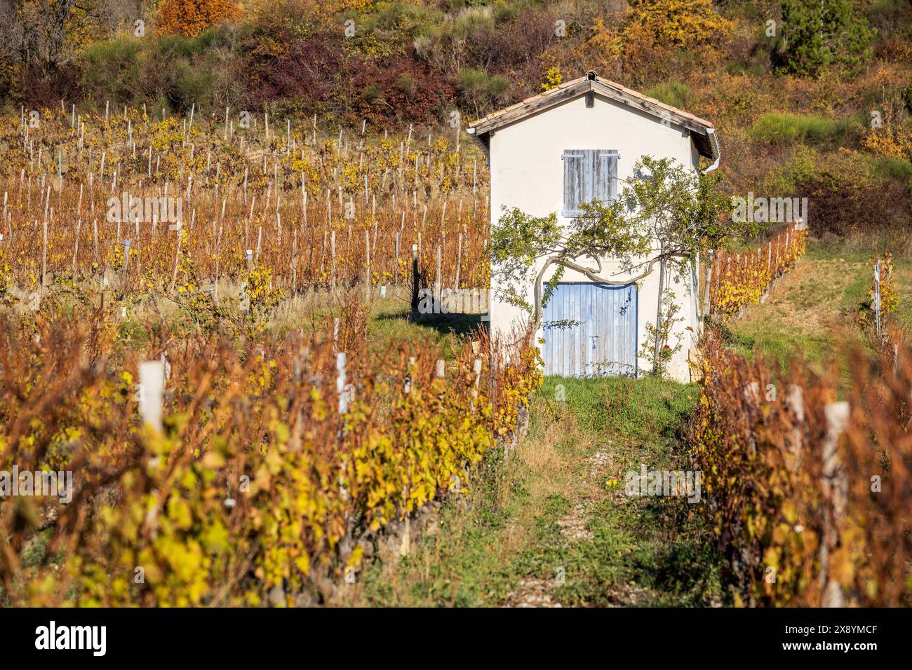 Frankreich, Drôme, Drôme provenzalisch, Châtillon-en-Diois, Rebflächen für die Herstellung der Clairette de die Stockfoto