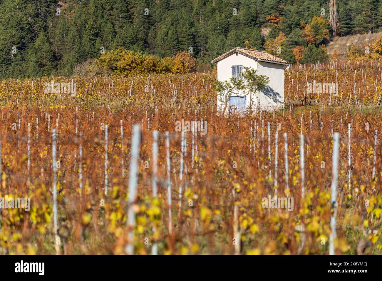 Frankreich, Drôme, Drôme provenzalisch, Châtillon-en-Diois, Rebflächen für die Herstellung der Clairette de die Stockfoto