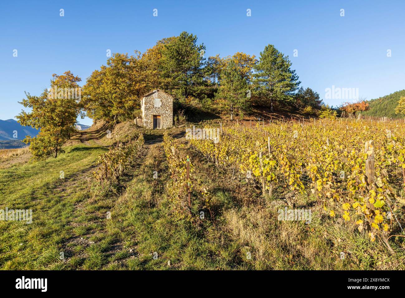 Frankreich, Drôme, Drôme provenzalisch, Châtillon-en-Diois, Rebflächen für die Herstellung der Clairette de die Stockfoto