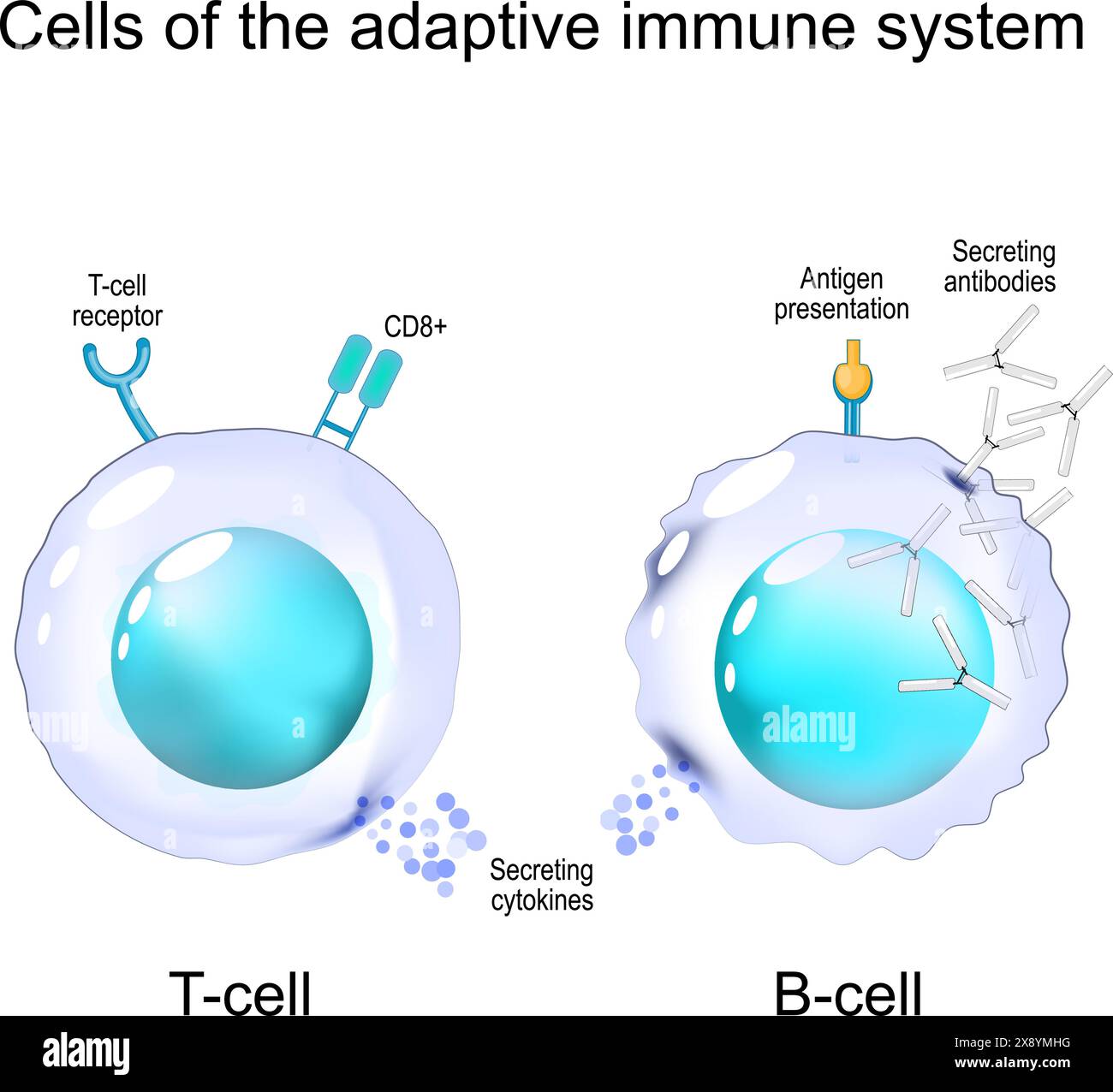 Zellen des adaptiven Immunsystems. Struktur und Anatomie der T-Zell- und B-Zell-Zellen. Immunologisches Gedächtnis. Lymphozyten der zellvermittelten Immunität. Vektor i Stock Vektor