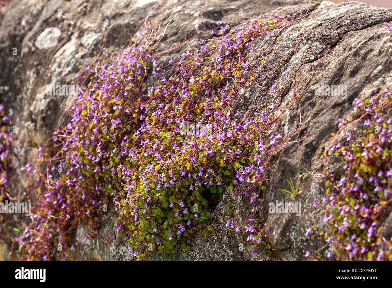 Kriechender efeu -Fotos und -Bildmaterial in hoher Auflsung  Alamy