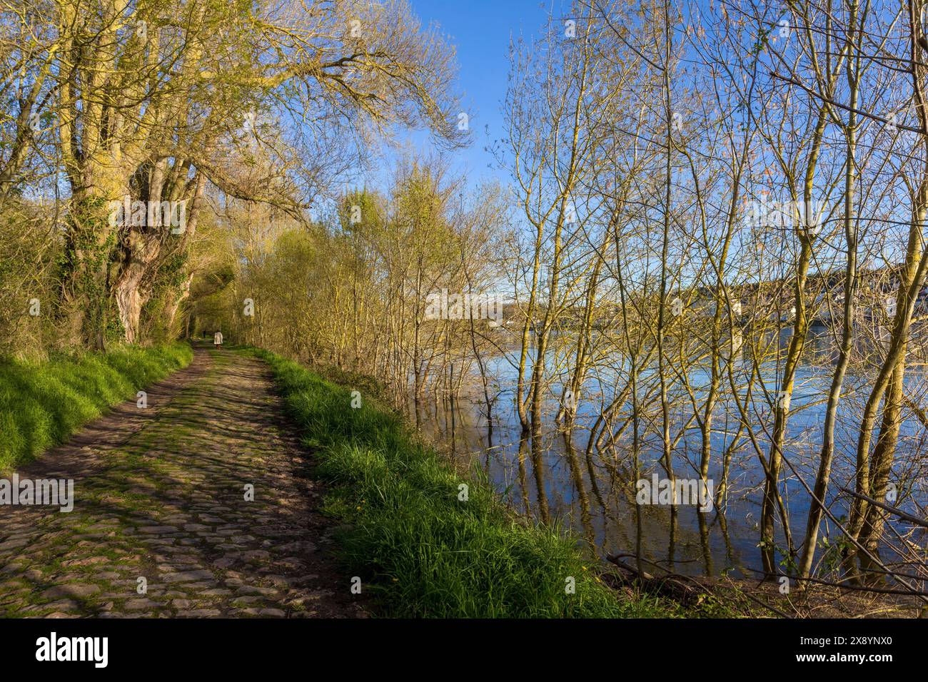 Frankreich, Maine et Loire, Loire-Tal, das von der UNESCO zum Weltkulturerbe erklärt wurde, Varennes-sur-Loire, Le-Petit-Port, Trognes und Pfad entlang der überfluteten Loire Stockfoto
