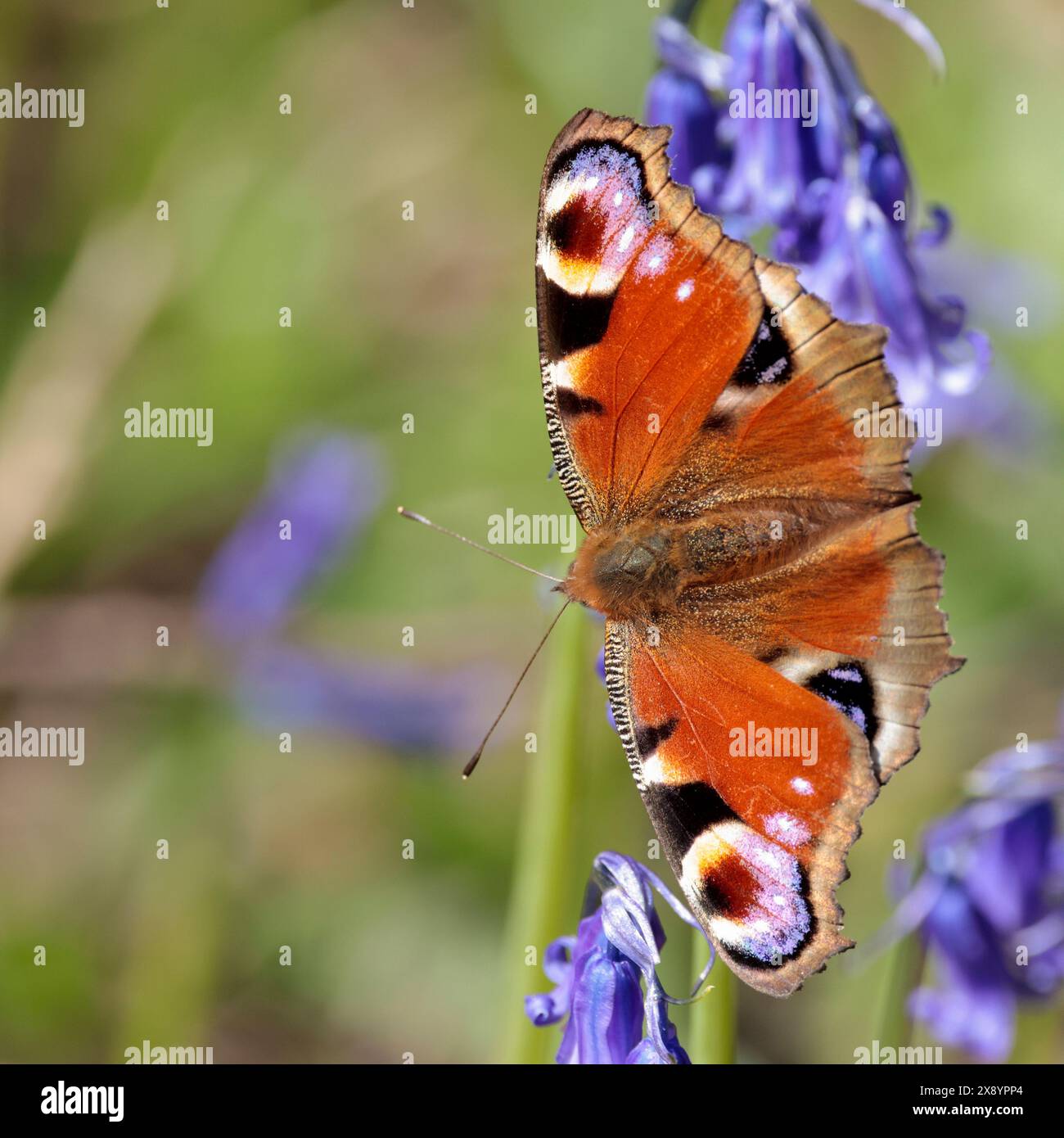 pfauenfalter inachis io, auf Blauglocken kastanienbraunen Oberflügeln mit vier falschen Augenmarkierungen in weiß-violett-Schwarz und kastanienbraunen Unterflügeln Stockfoto