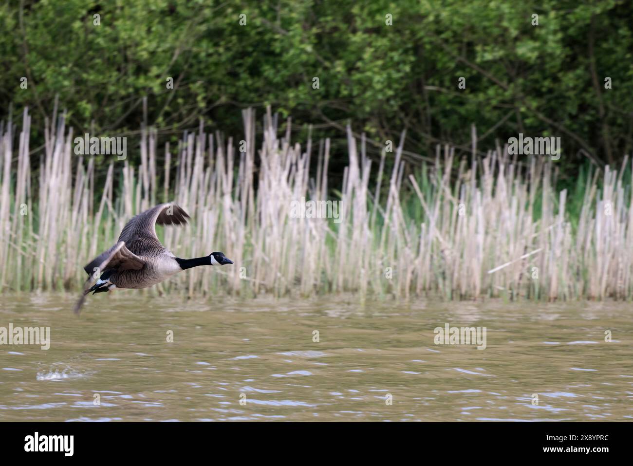 Kanadas Gänse branta canadensis, fliegt über See Schilf im Hintergrund mit Bäumen. Langer schwarzer Hals, weiße Wangen, graubrauner Körper und weißer Unterhut Stockfoto